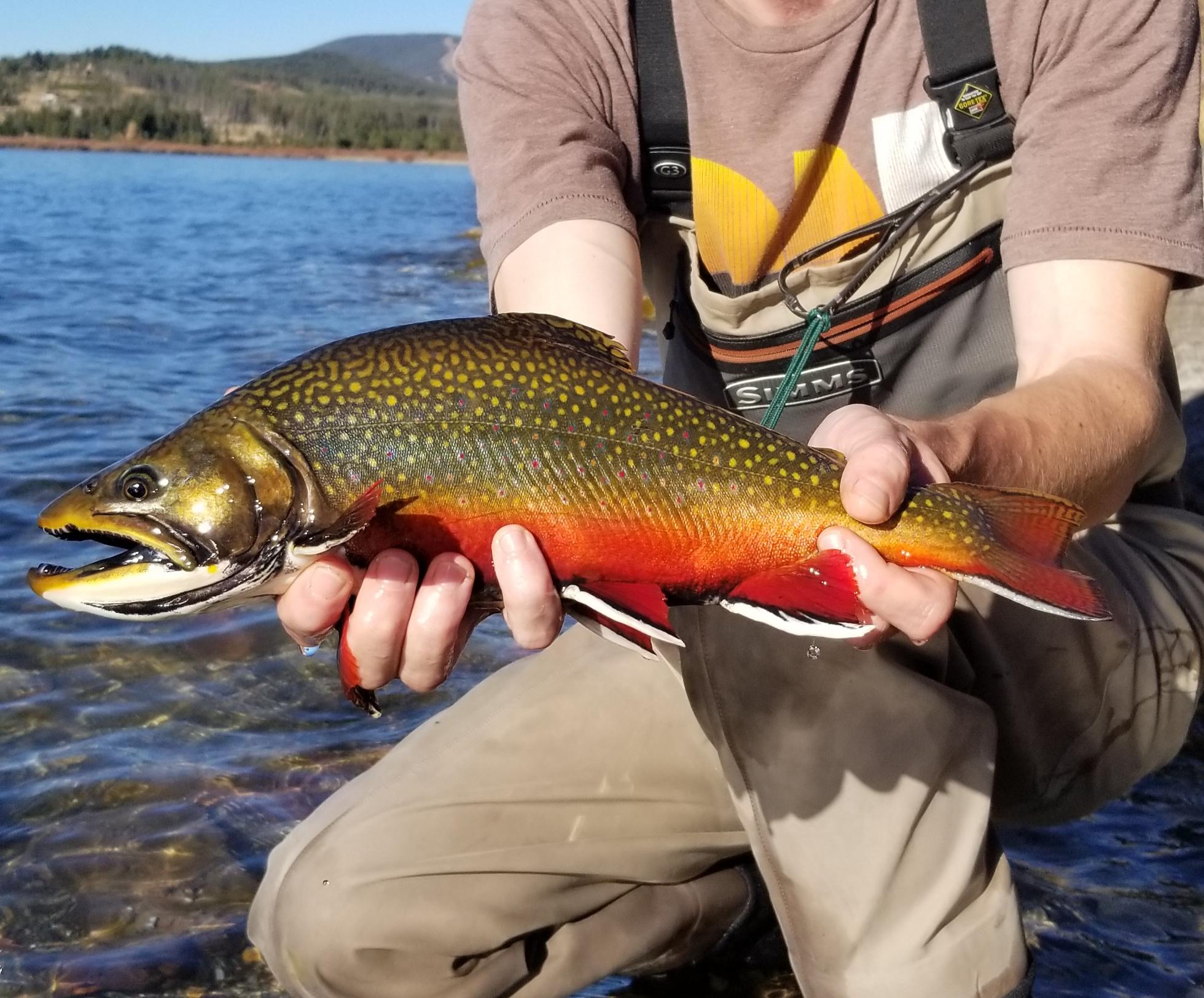 Getting after some Labrador sized brook trout west of the Mississippi