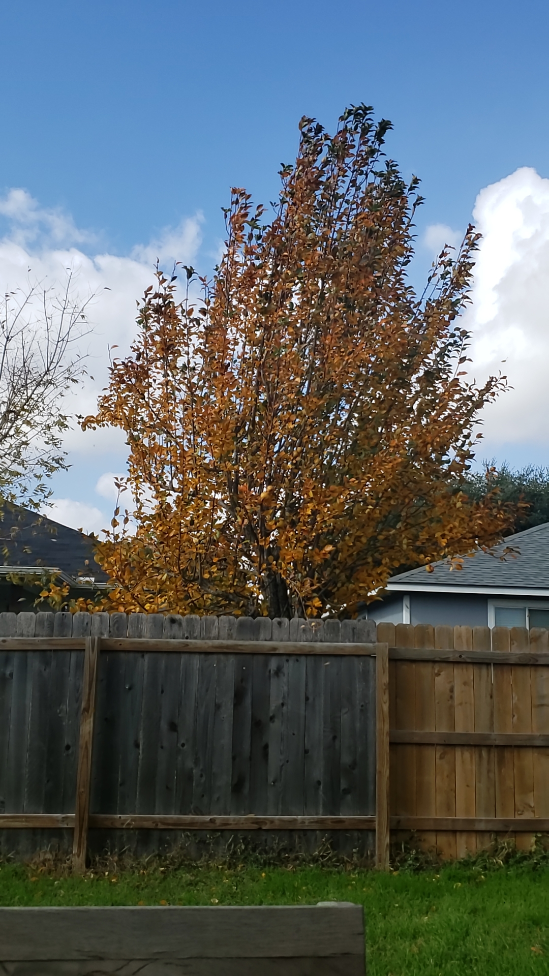 Tree in my neighbor's backyard actually makes it feel like fall exists