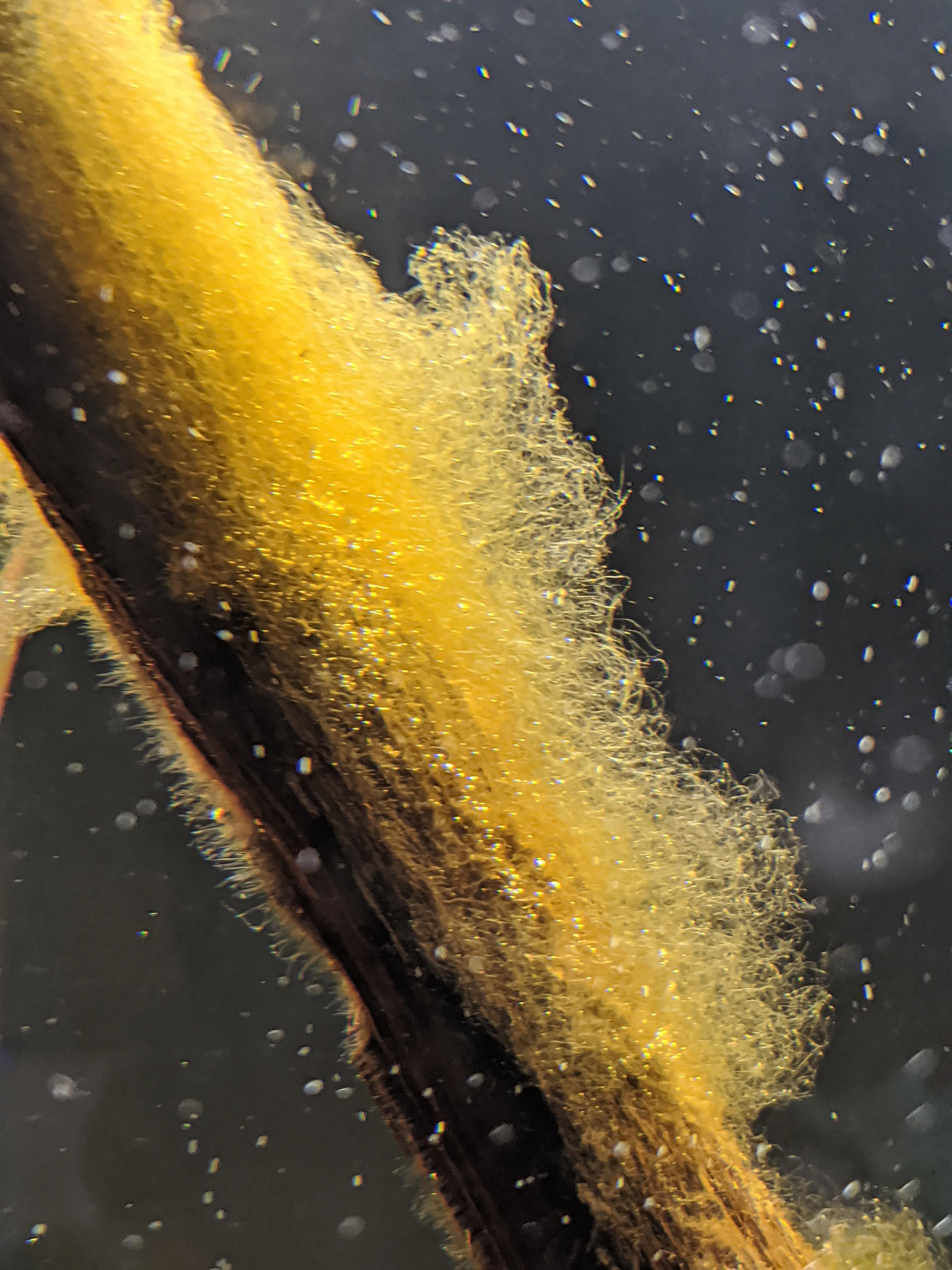 Hair Algae? If so, what eats this in freshwater? Any snails to be aware