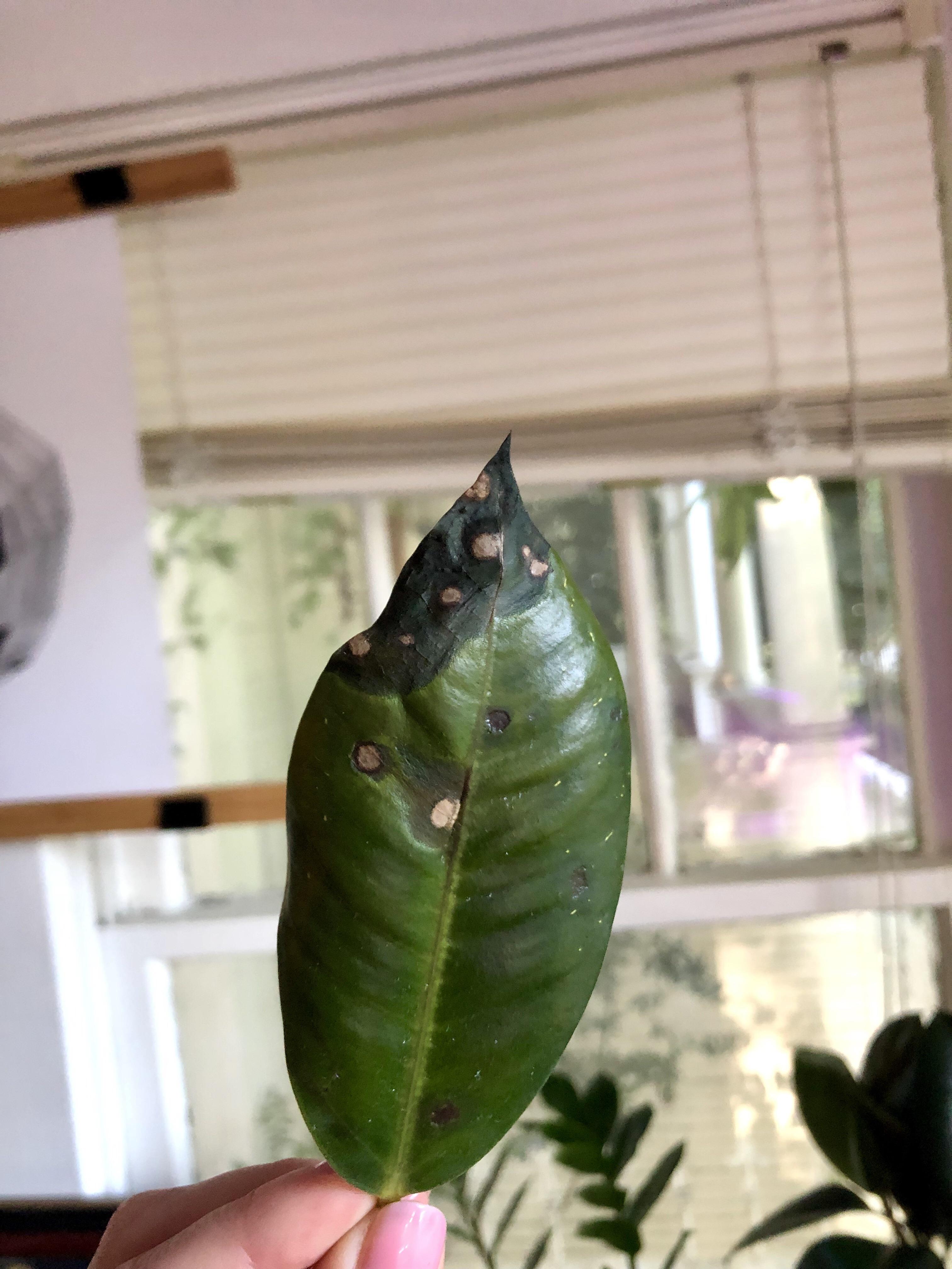 What are these spots on my rubber plant? This leaf fell off today. The
