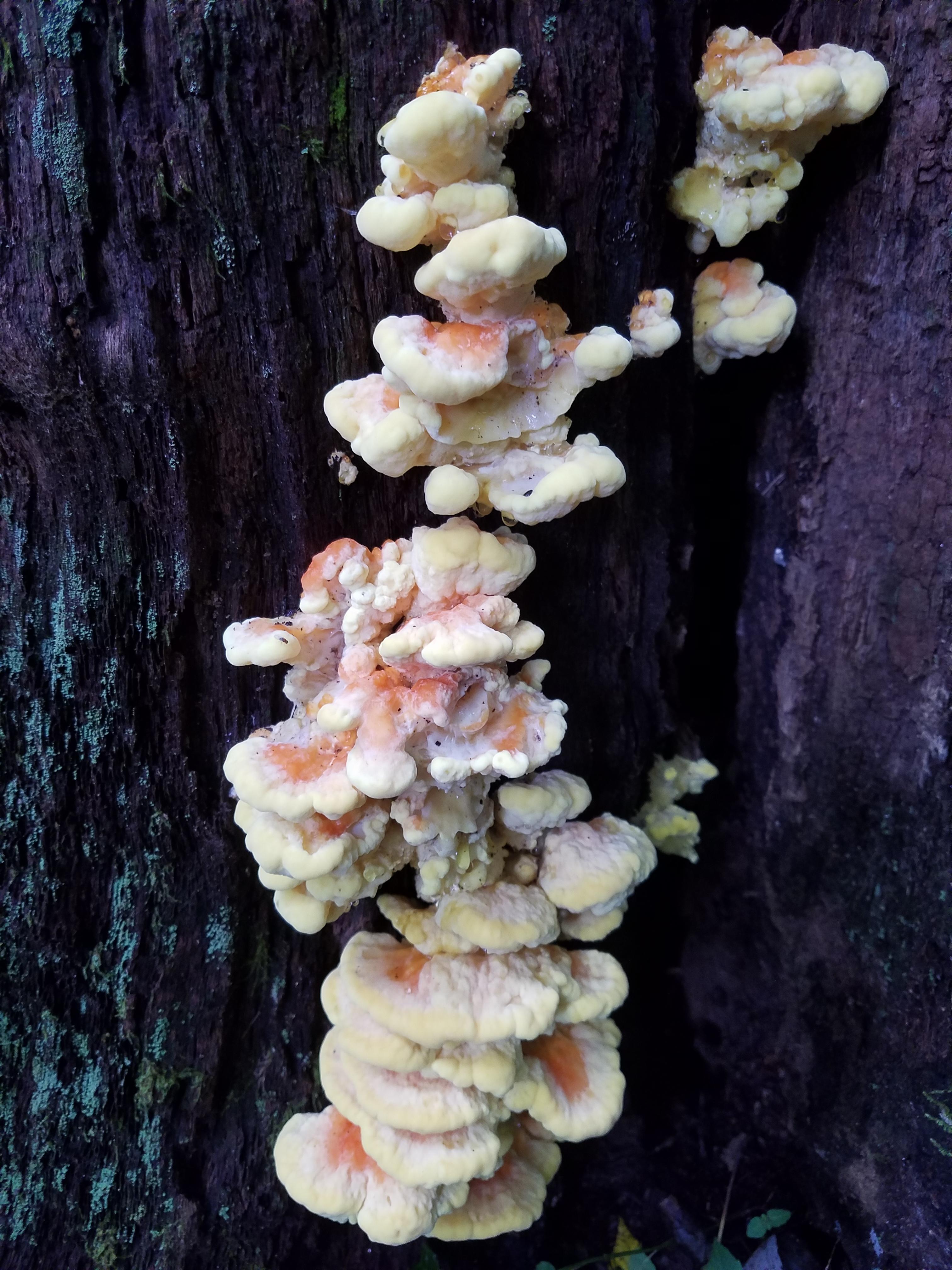 NC Mushroom on Hiking Trail r/mycology