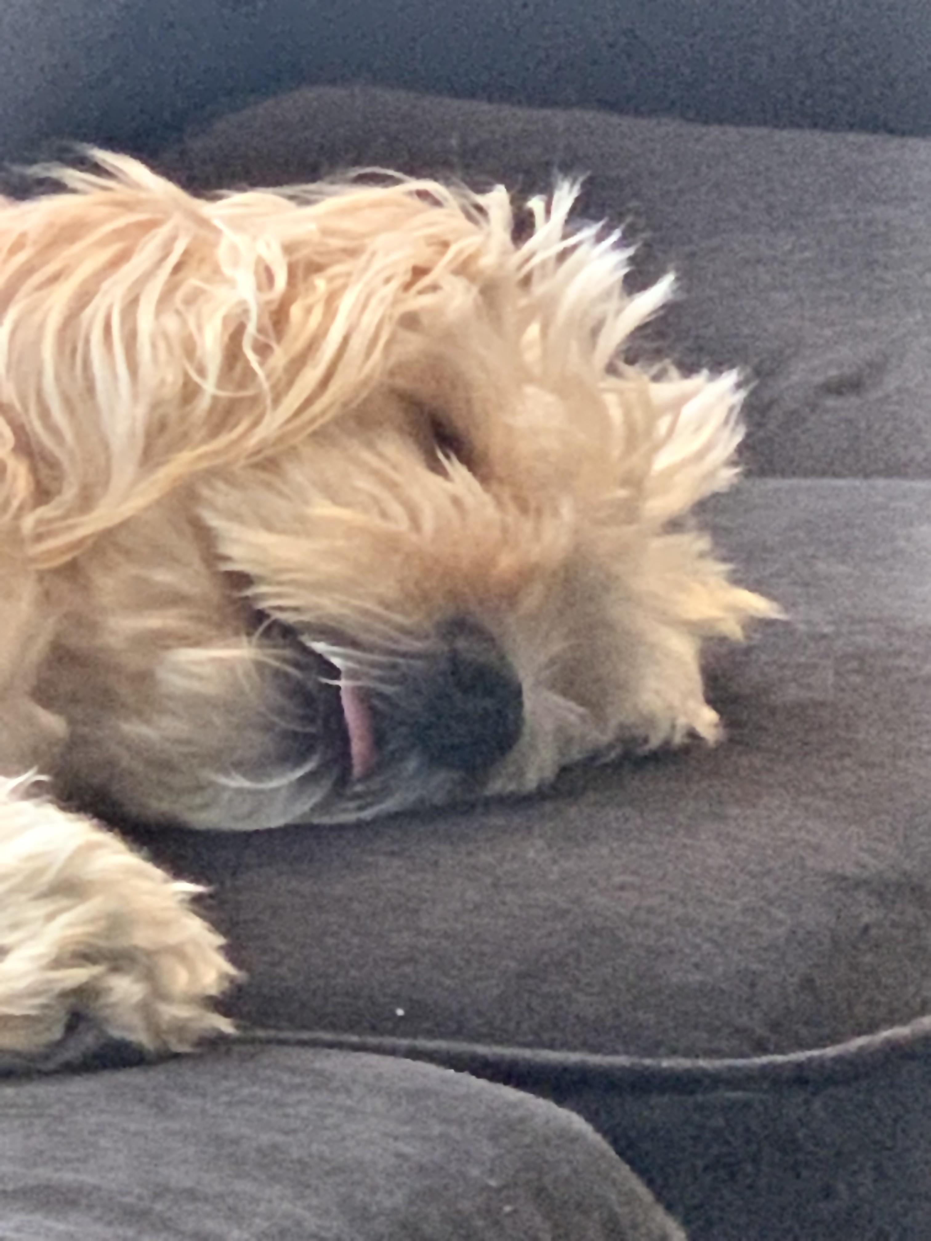 Why does my dog sleep with their tongue out? I don’t believe its