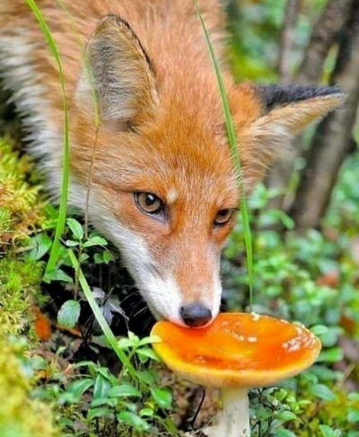 Mushroom power up r/foxes