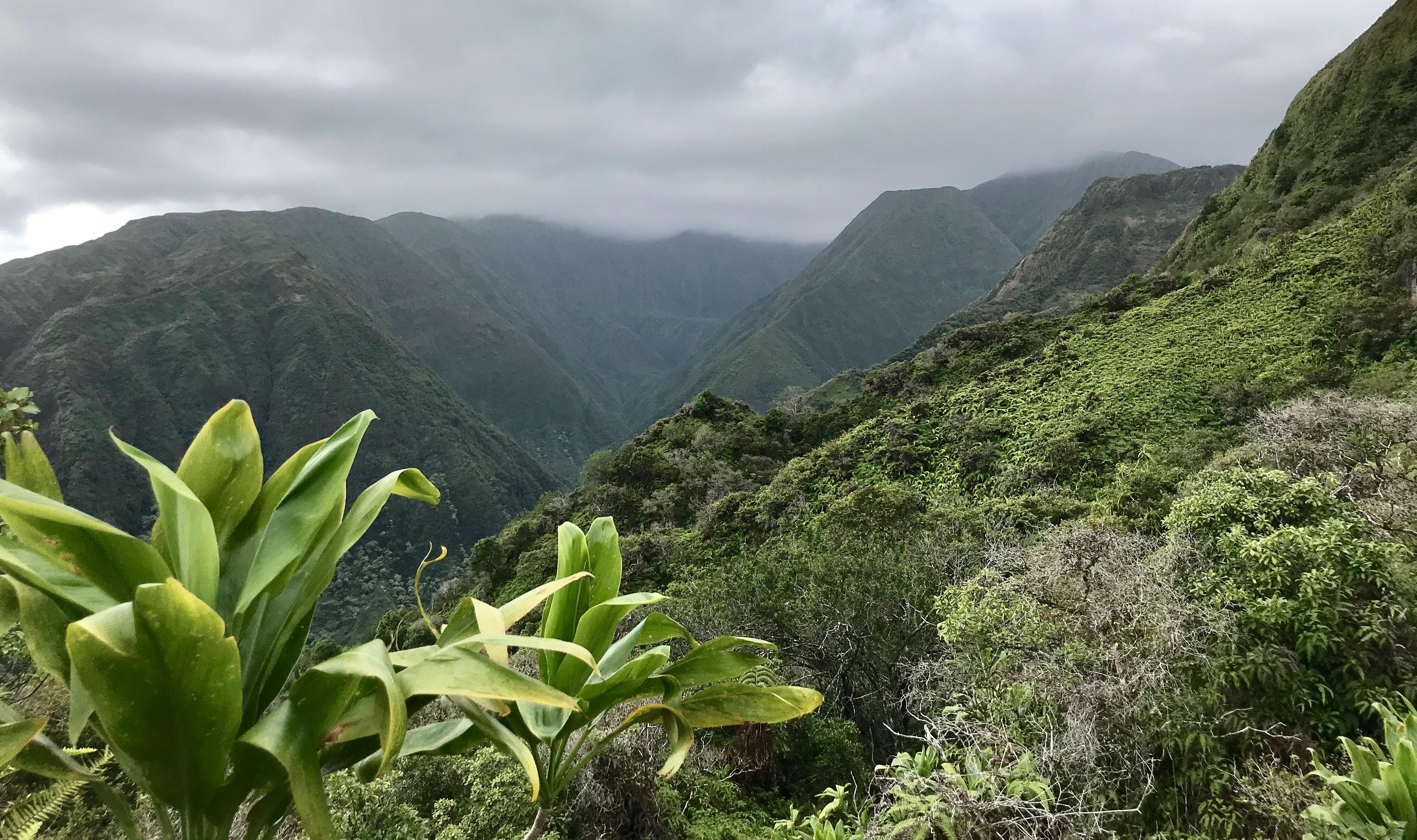 Waihee Ridge Trail r/maui