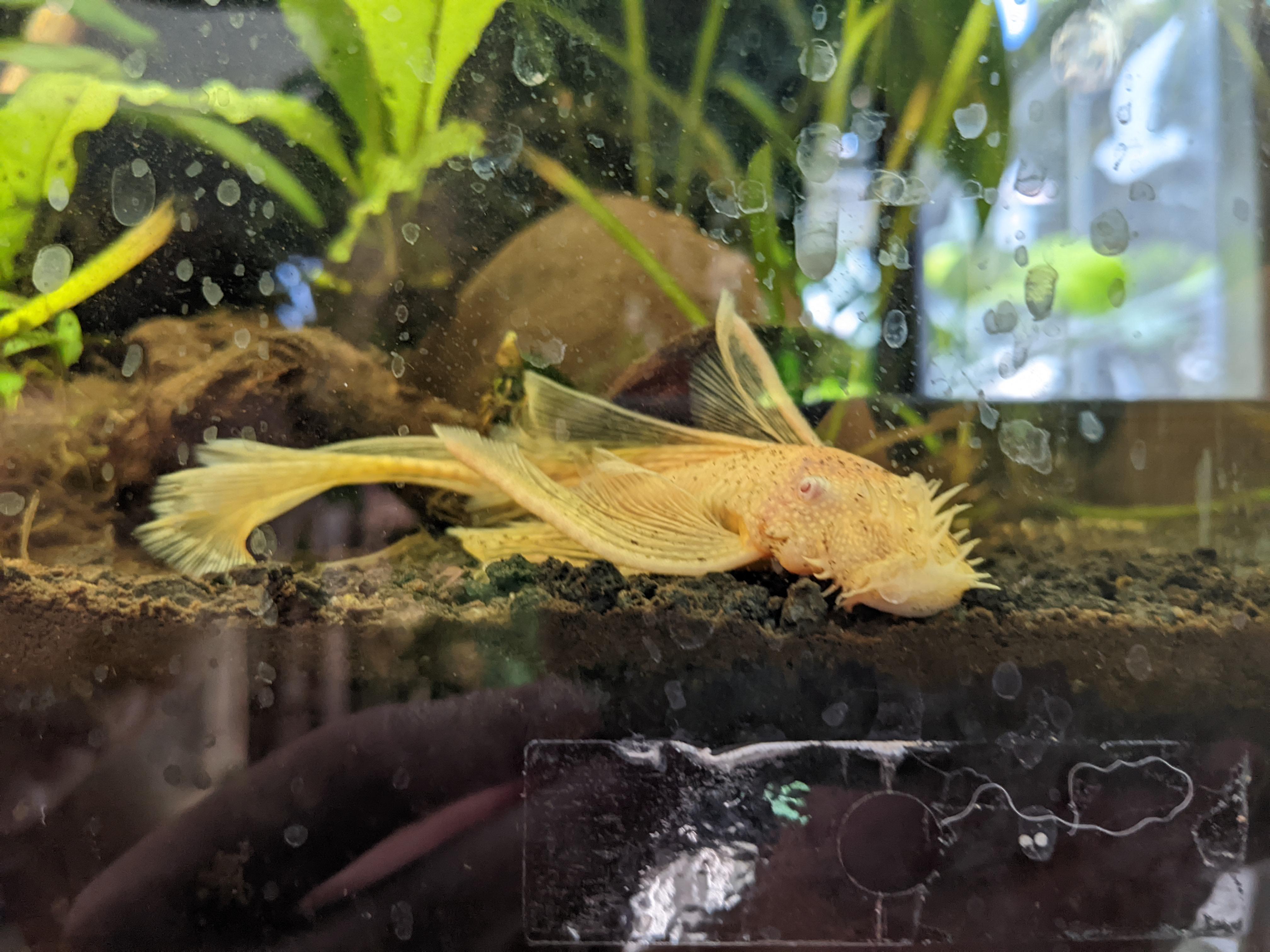 Any for a substrate for an albino bristlenose pleco