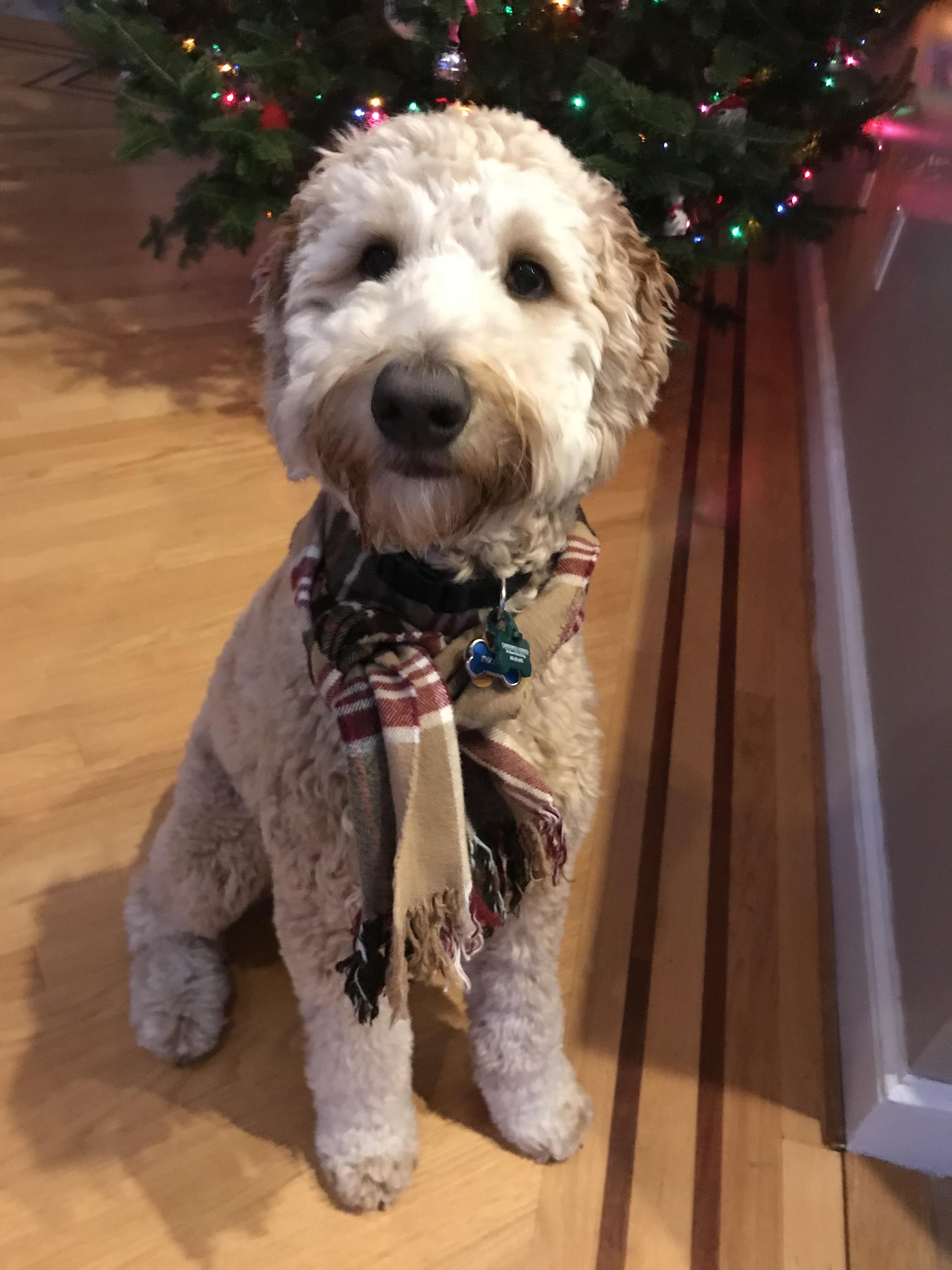 Merry Christmas! r/Goldendoodles