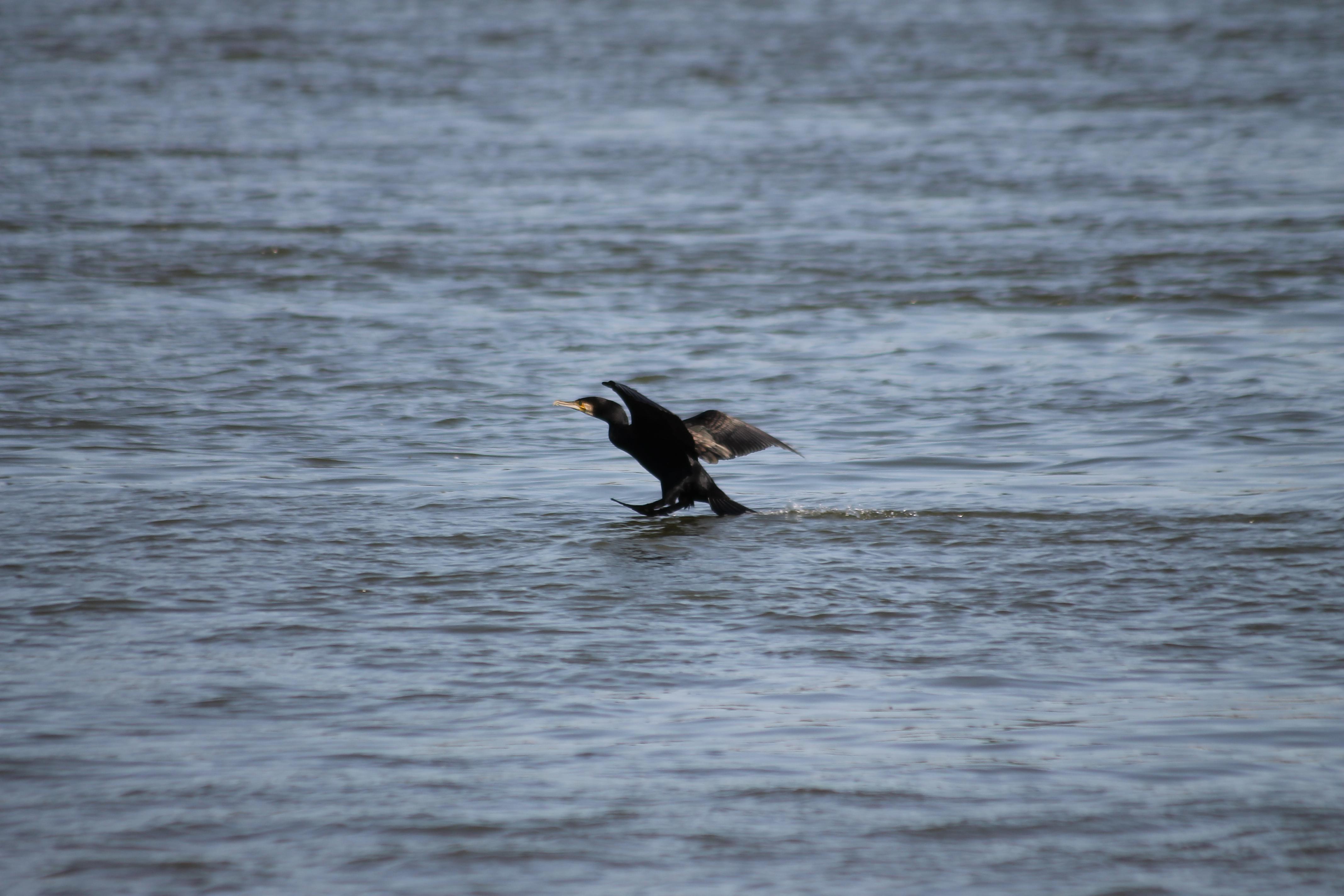 Great Cormorant landing in the water, Danube river, Novi Sad, Serbia