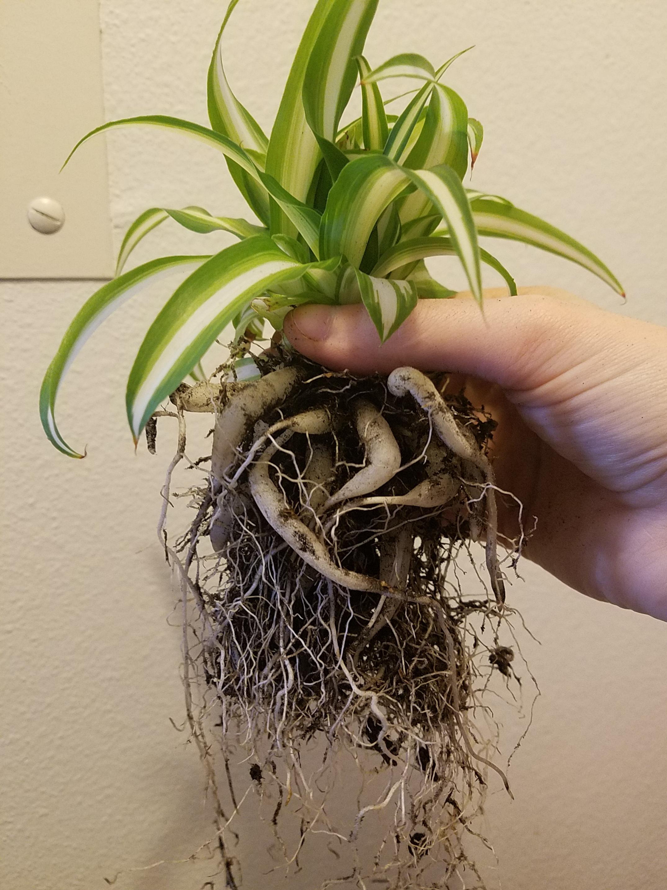 Repotting my spider plant and thought yall might like some root porn. I