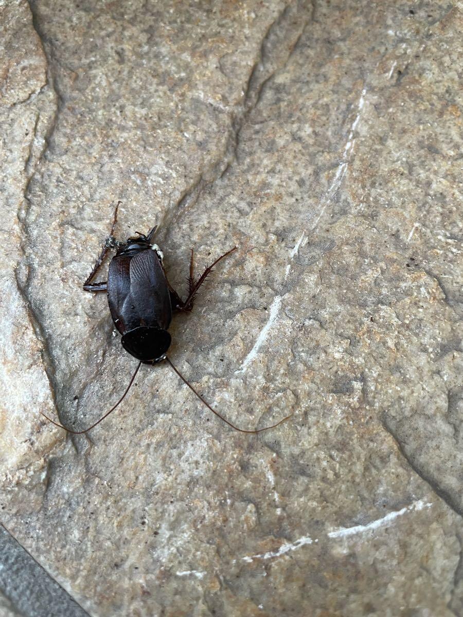 Big Black Cockroach? [Los Angeles] : r/whatsthisbug