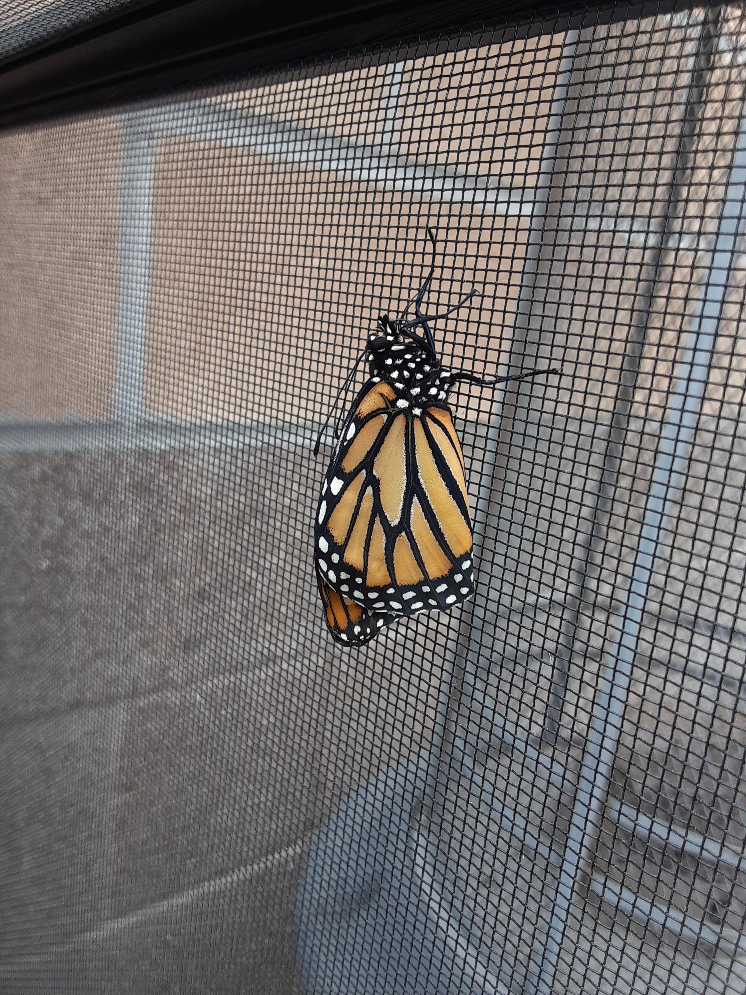 Monarch has emerged!!! She is a pretty lady! She fell off her chrysalis