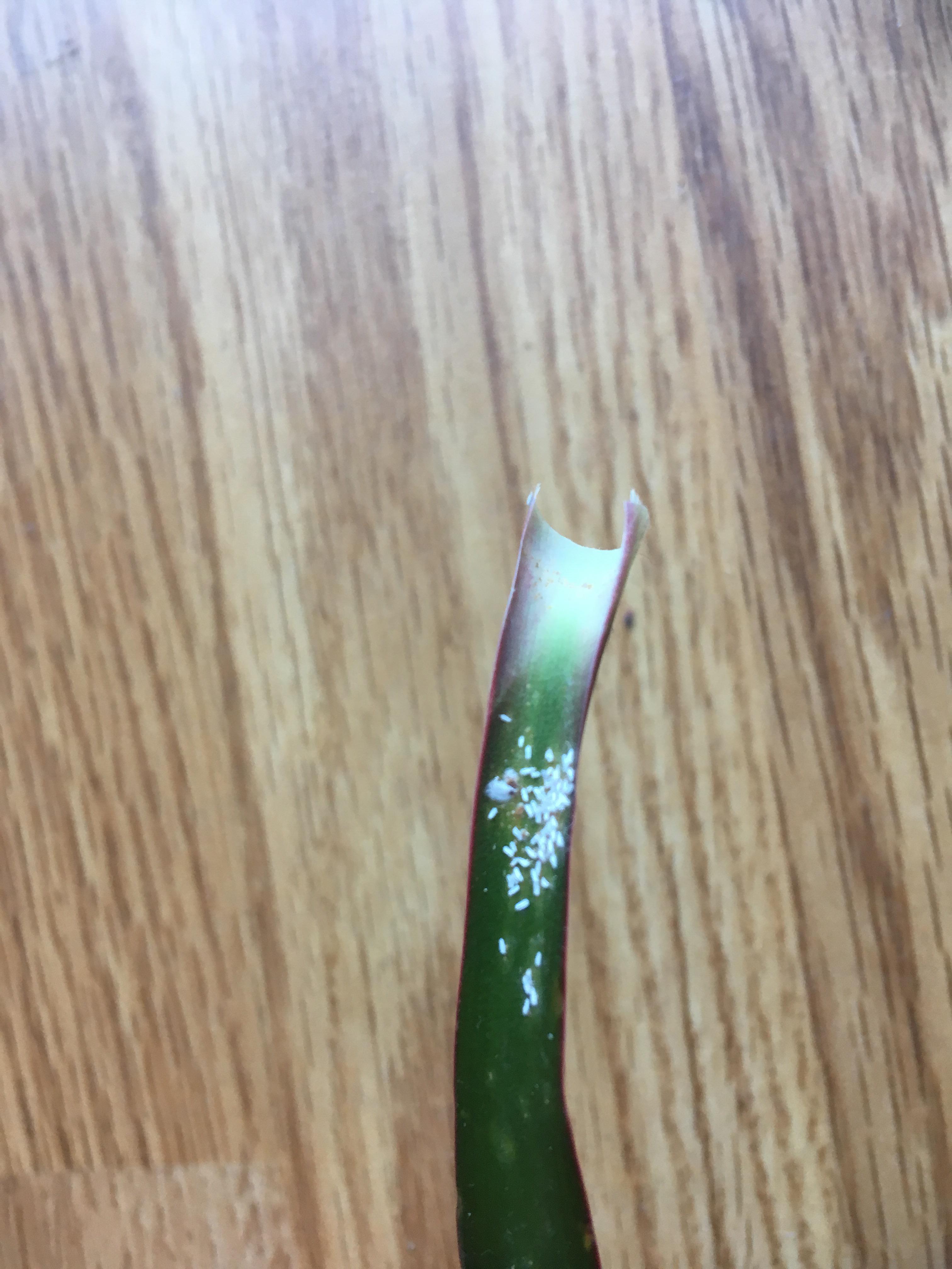 What are these tiny white things on my plant? r/plants