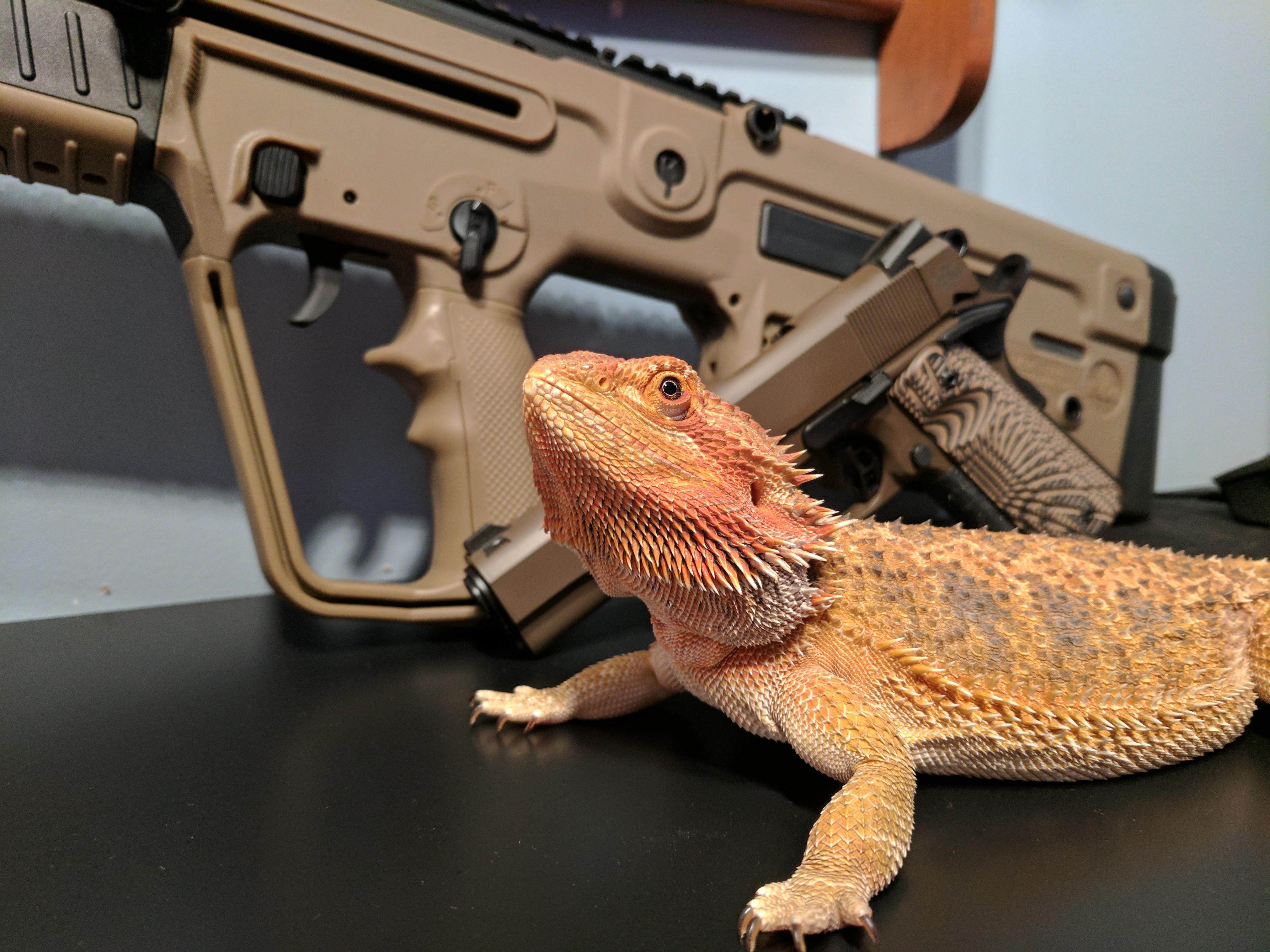 My bearded dragon also loves 1911. 1911