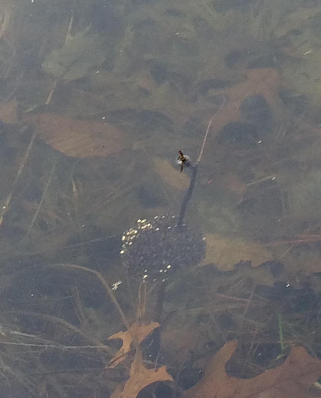 Northern Leopard Frog Eggs Found Eastern MA herpetology