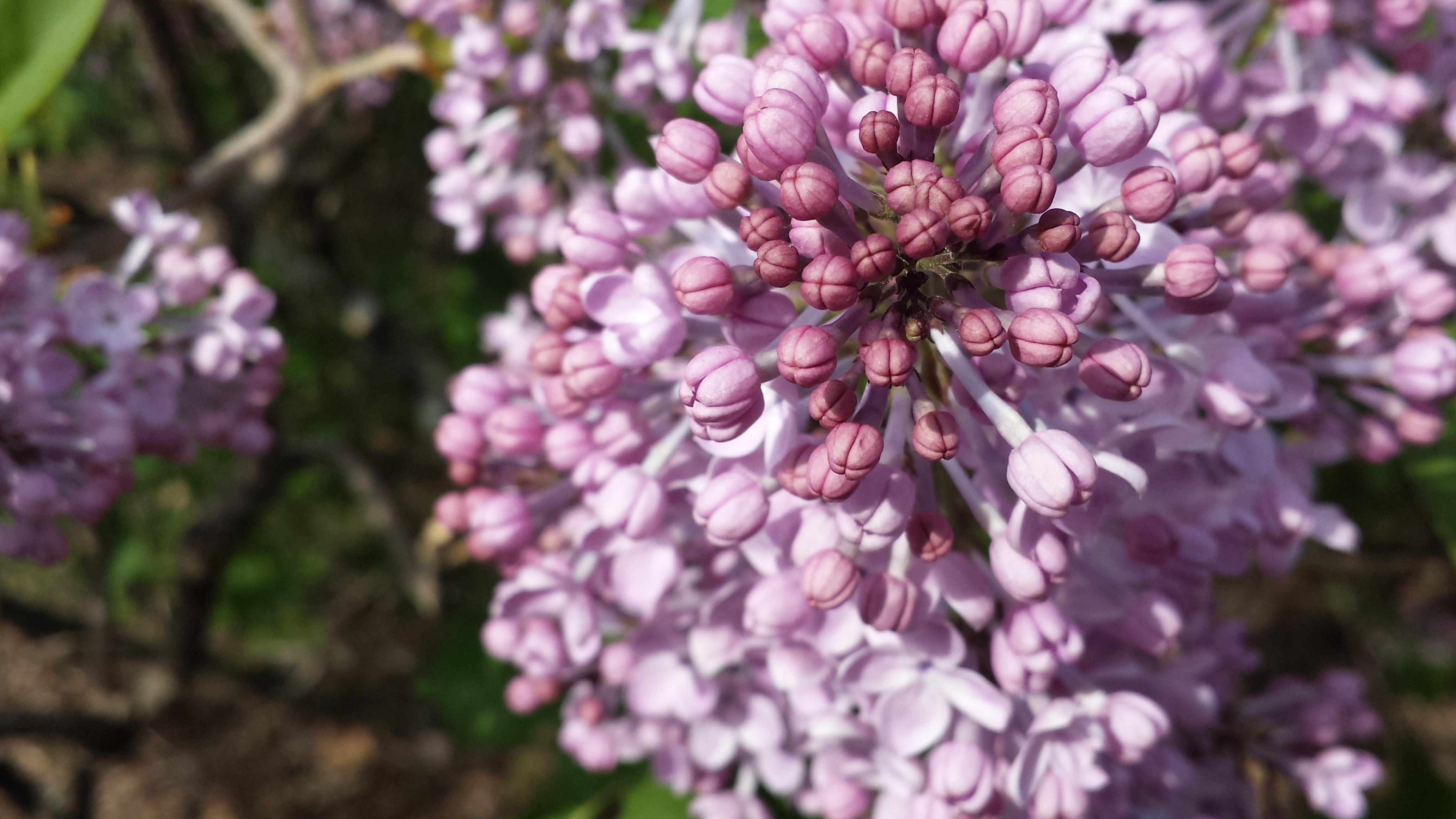 [TTM] Lilac buds r/flowers