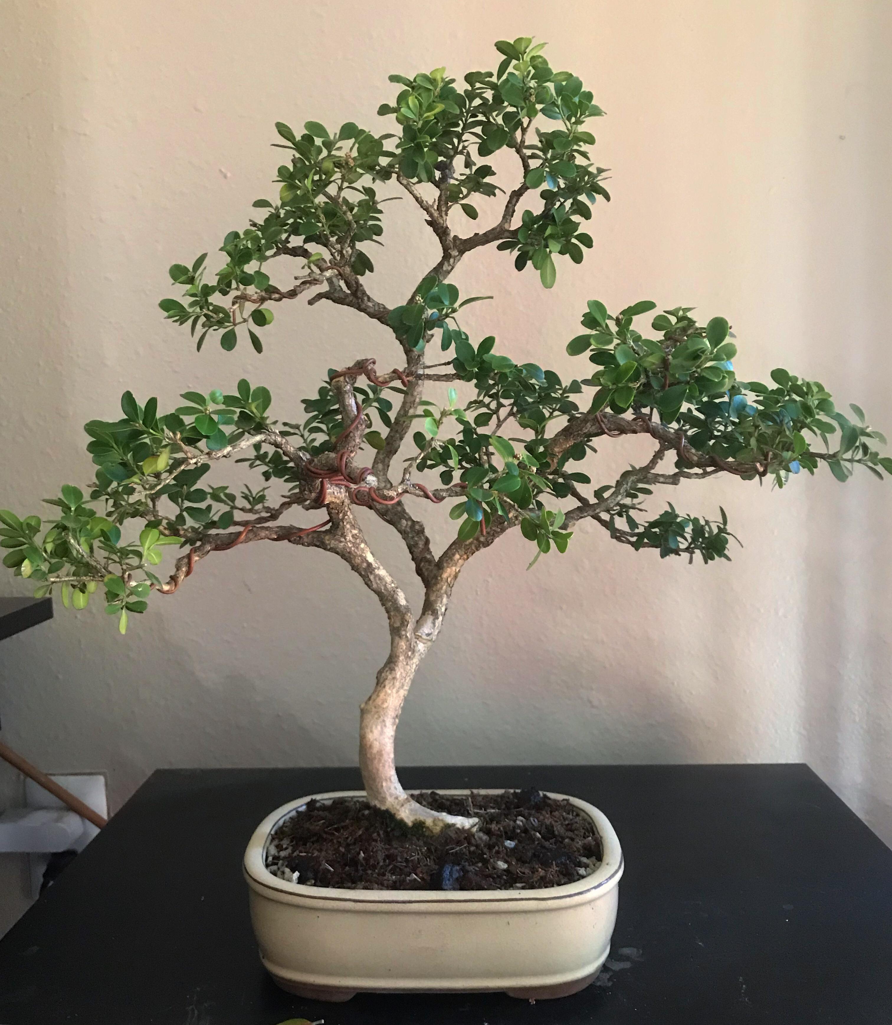 Repotted boxwood r/Bonsai
