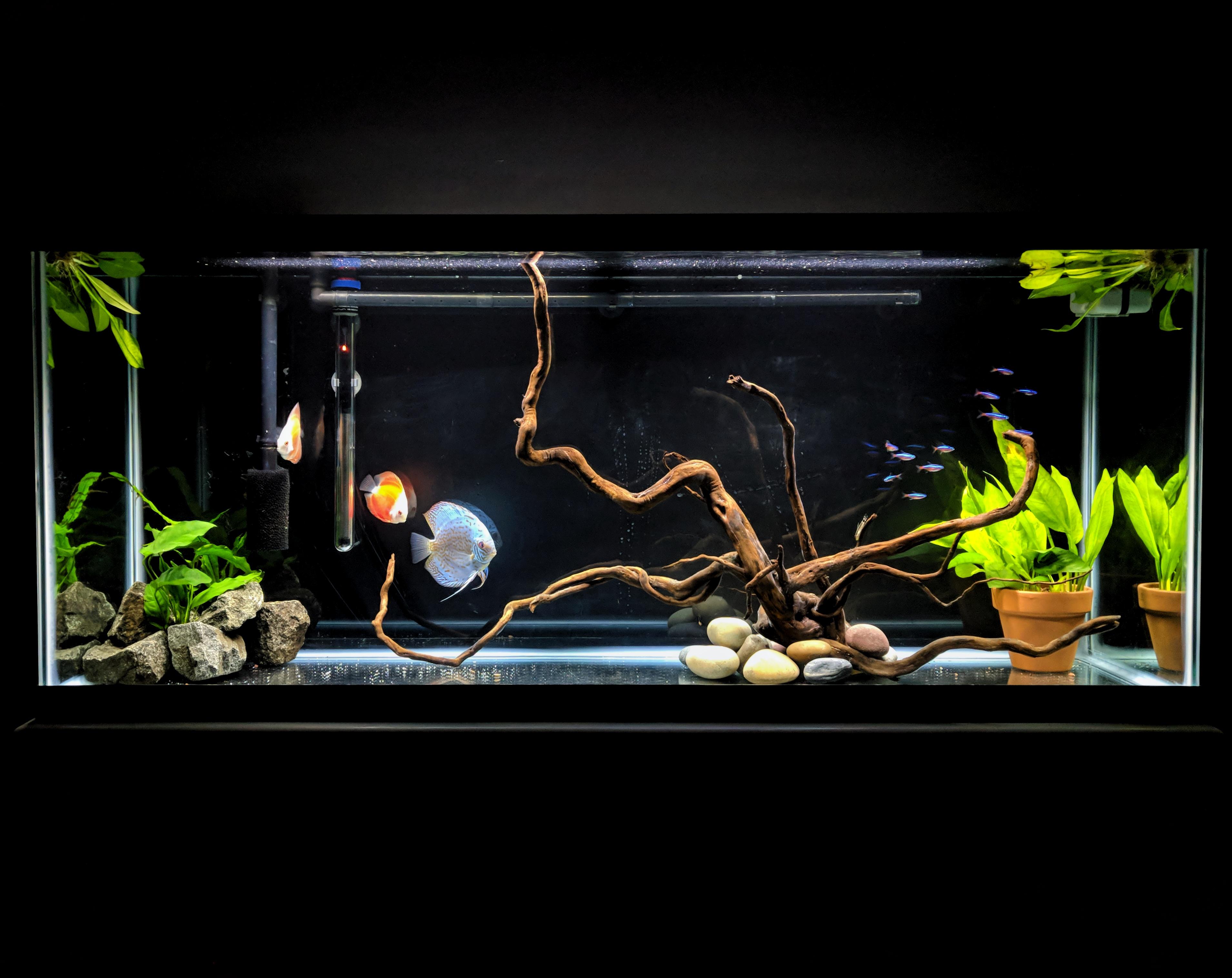 Extremely excited for my newly scaped 55 barebottom! Feat. discus and