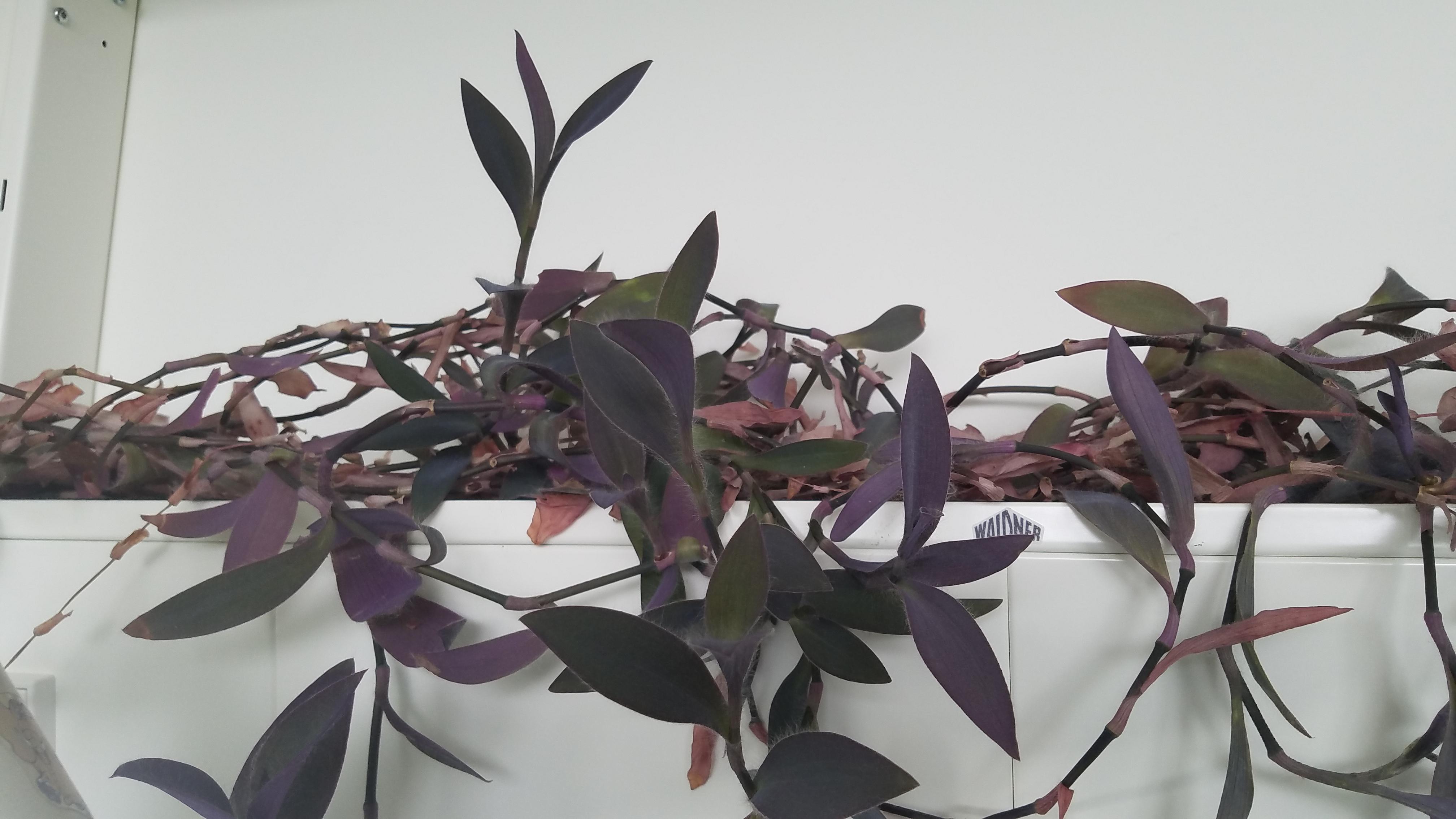 Houseplant with long trailing vines an purple leaves. Kinda fuzzy