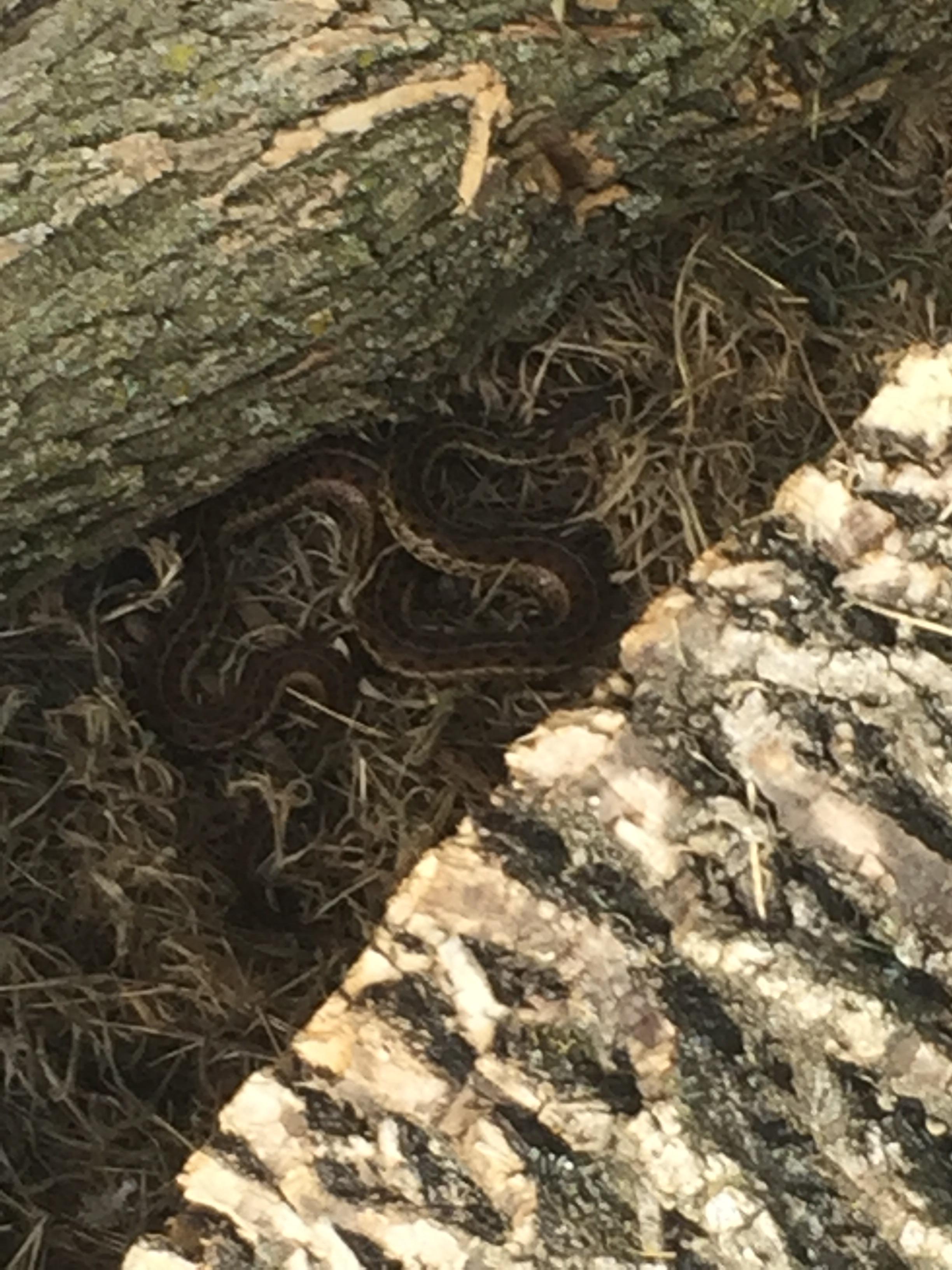 Found in my wood pile. What type of snake is this? 🐍 (Sussex County, DE