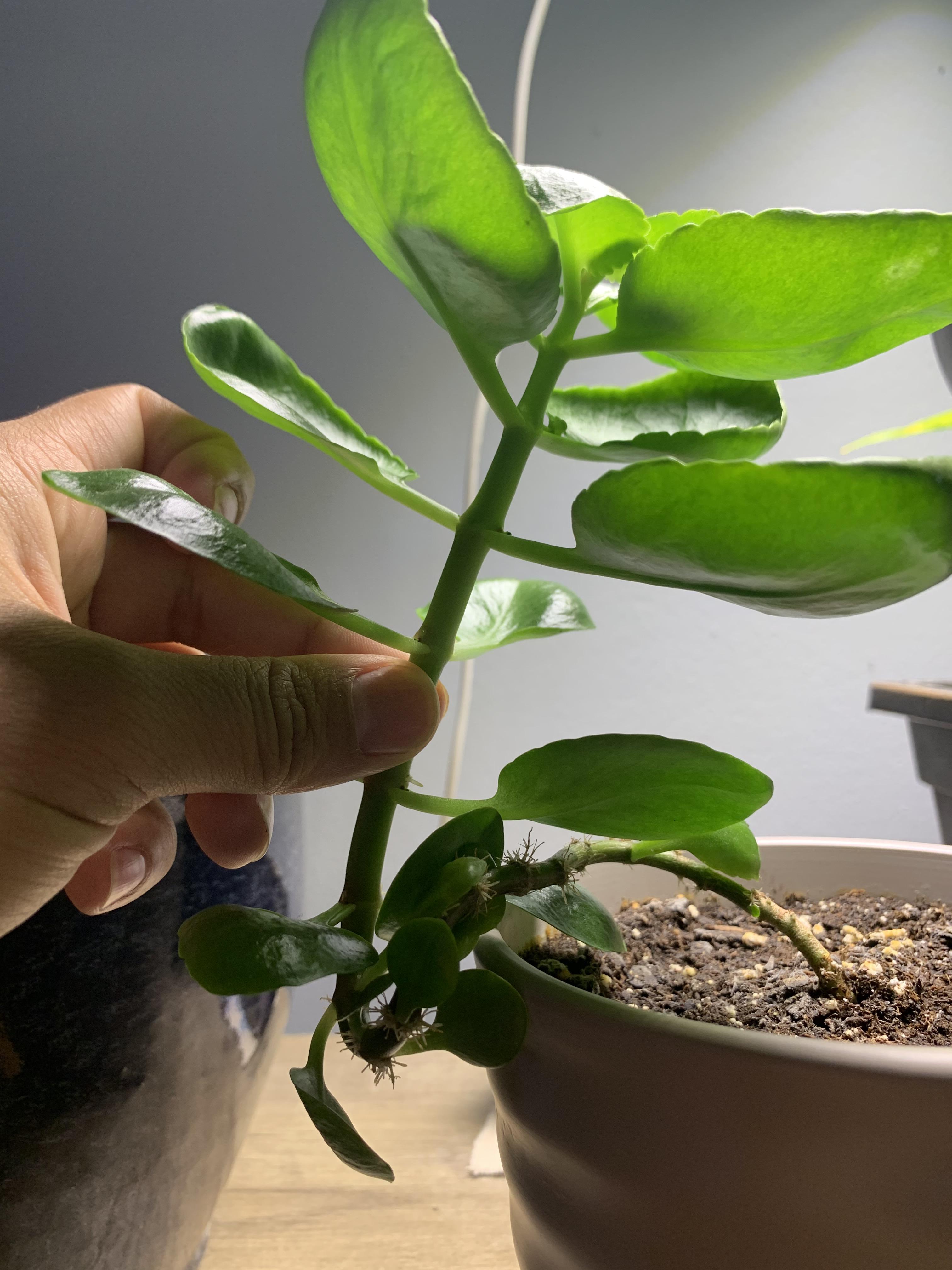 Kalanchoe repotting, above ground roots, care help please r/plantclinic