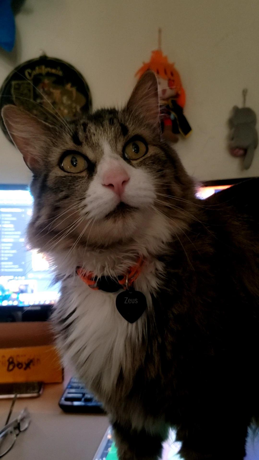 Our rescue Maine Coon, Zeus! Abandoned by his previous family and