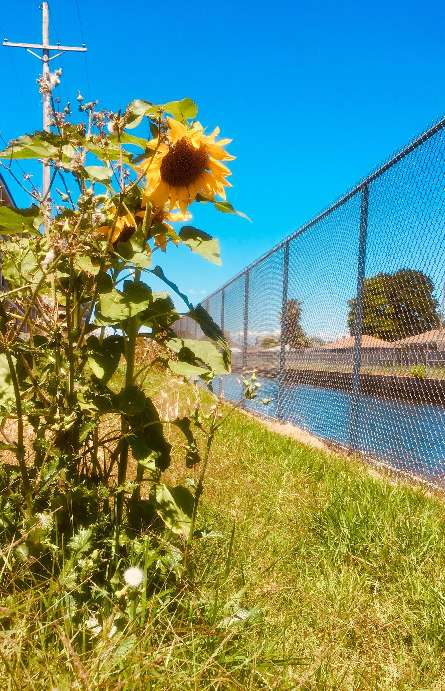 Canalside wild sunflower is my bright spot today r/NewOrleans