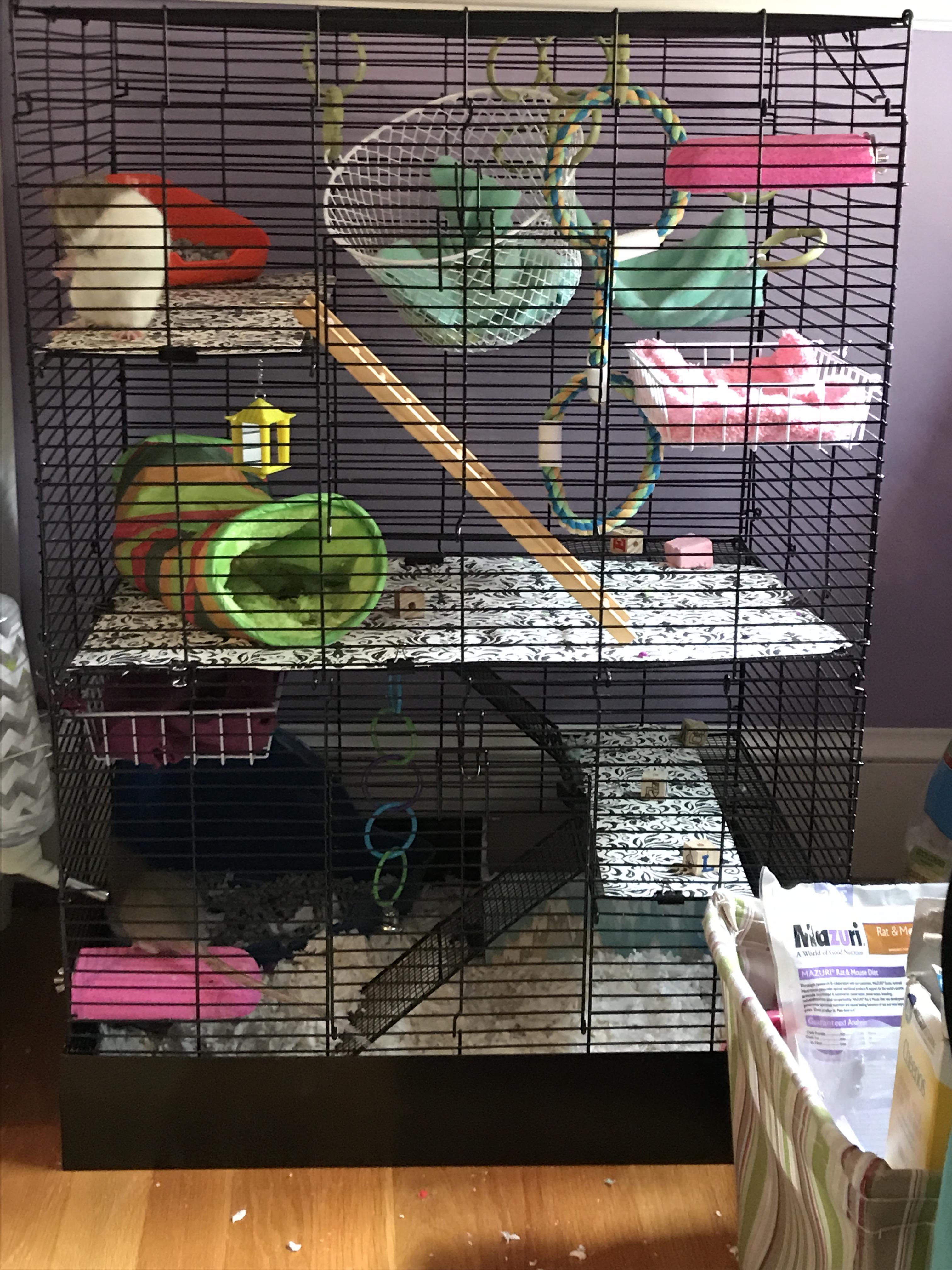 Added two new shelves (the white baskets) to my rat manor! Any other