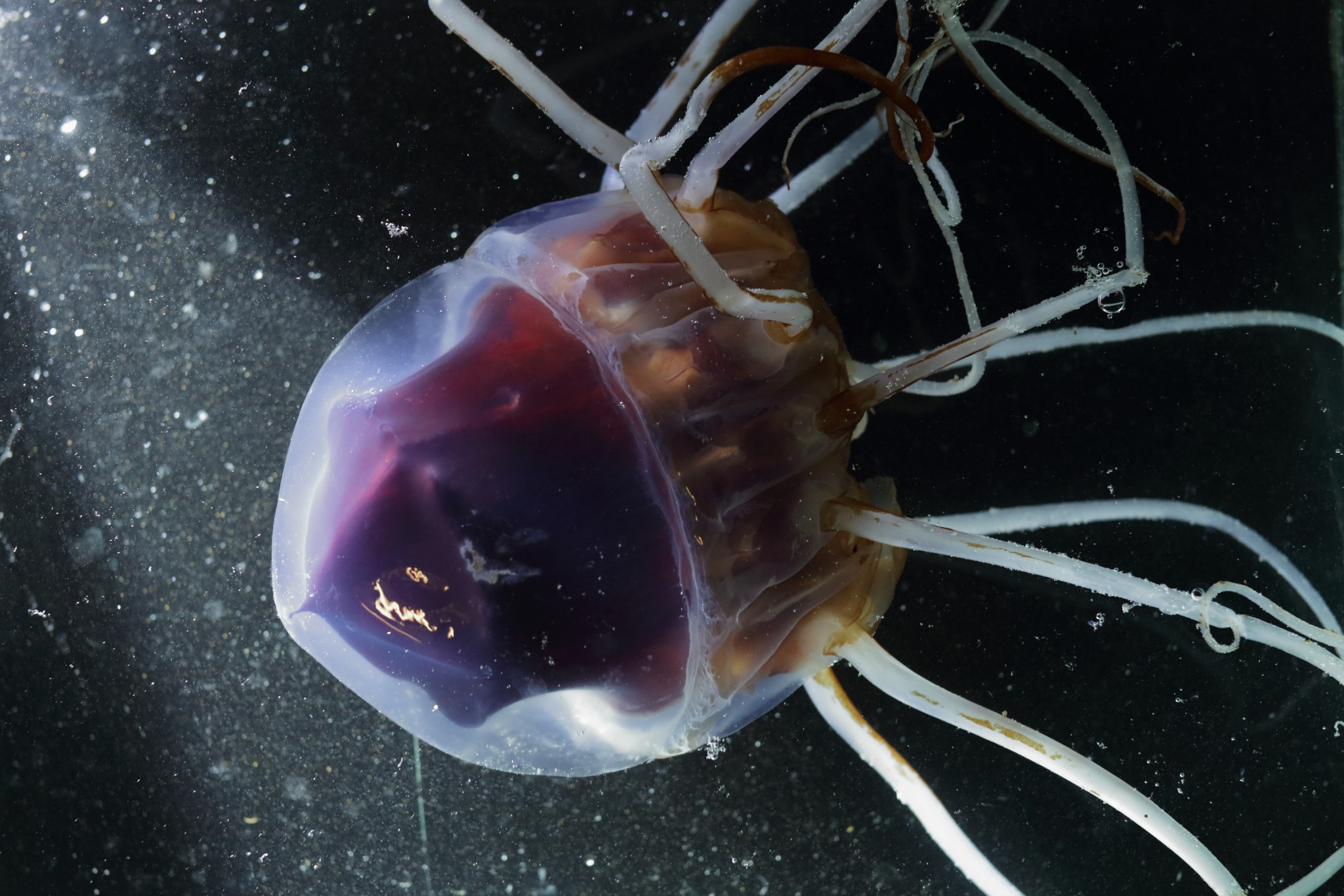 Helmet Jellyfish (Periphylla periphylla) r/jellyfish