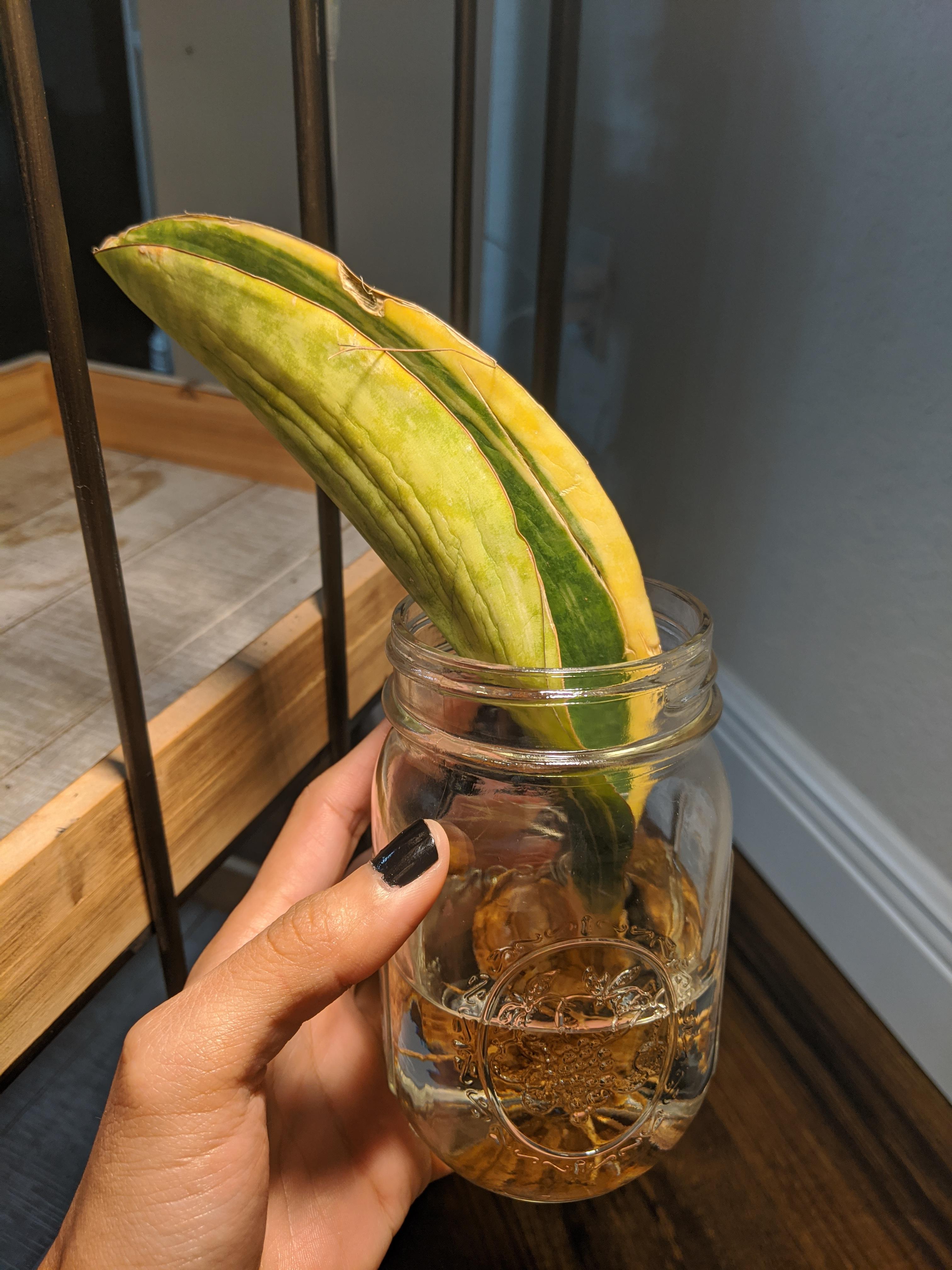 HELP! I purchased this sansevieria masoniana from a seller