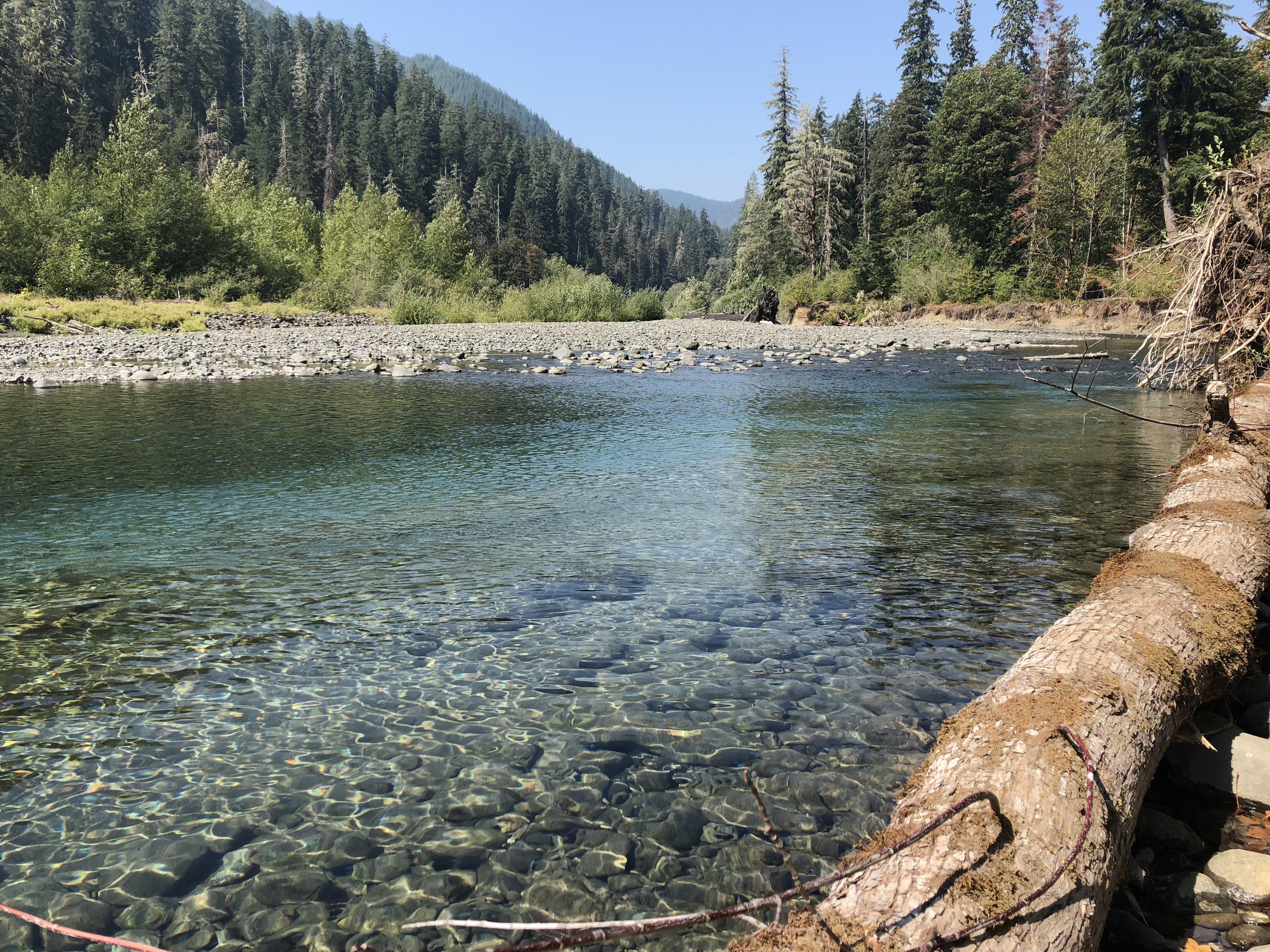 Clear waters of the Skok. Skokomish River WA. r/hiking