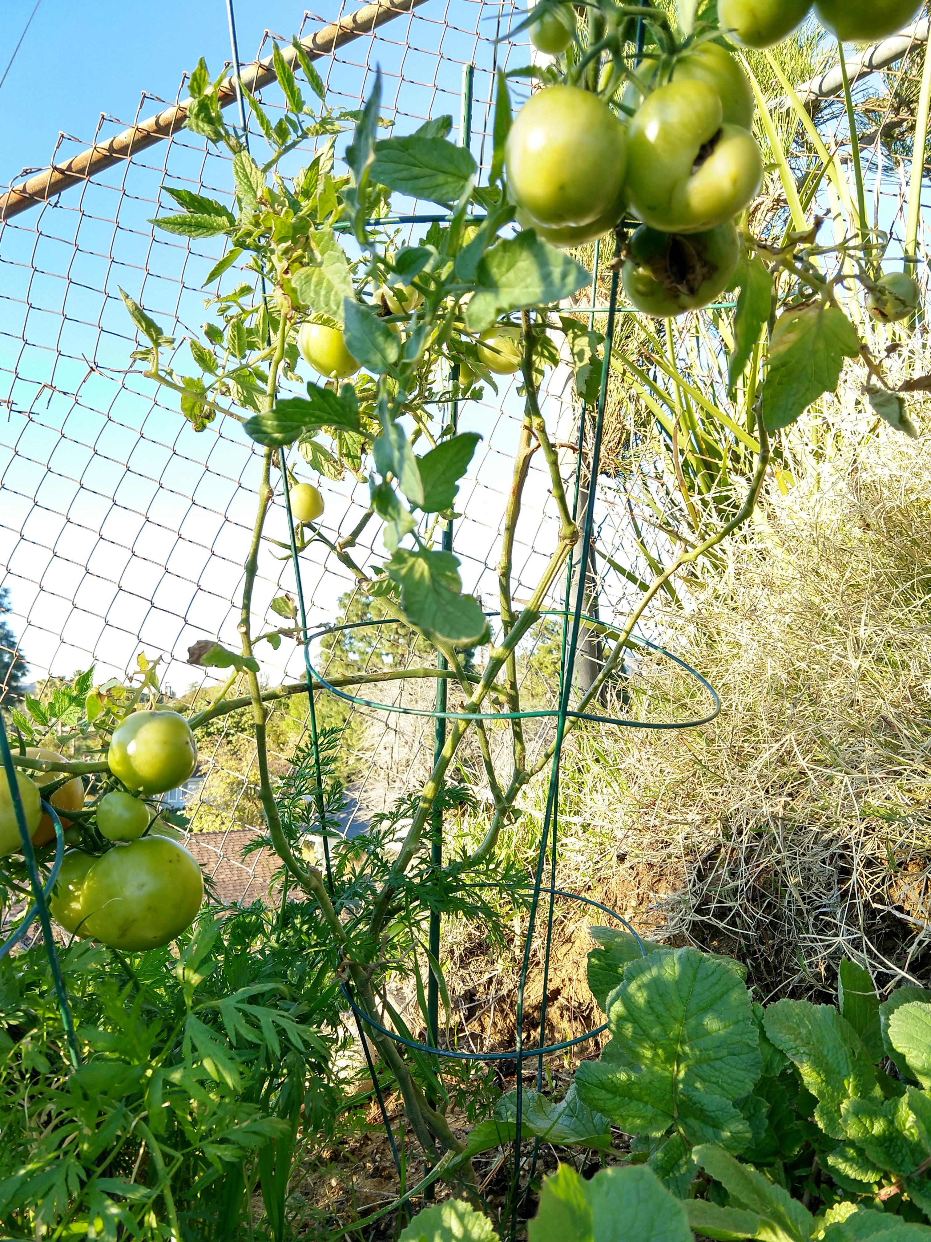 Why is my tomatoe plant so ugly and leggy? r/vegetablegardening