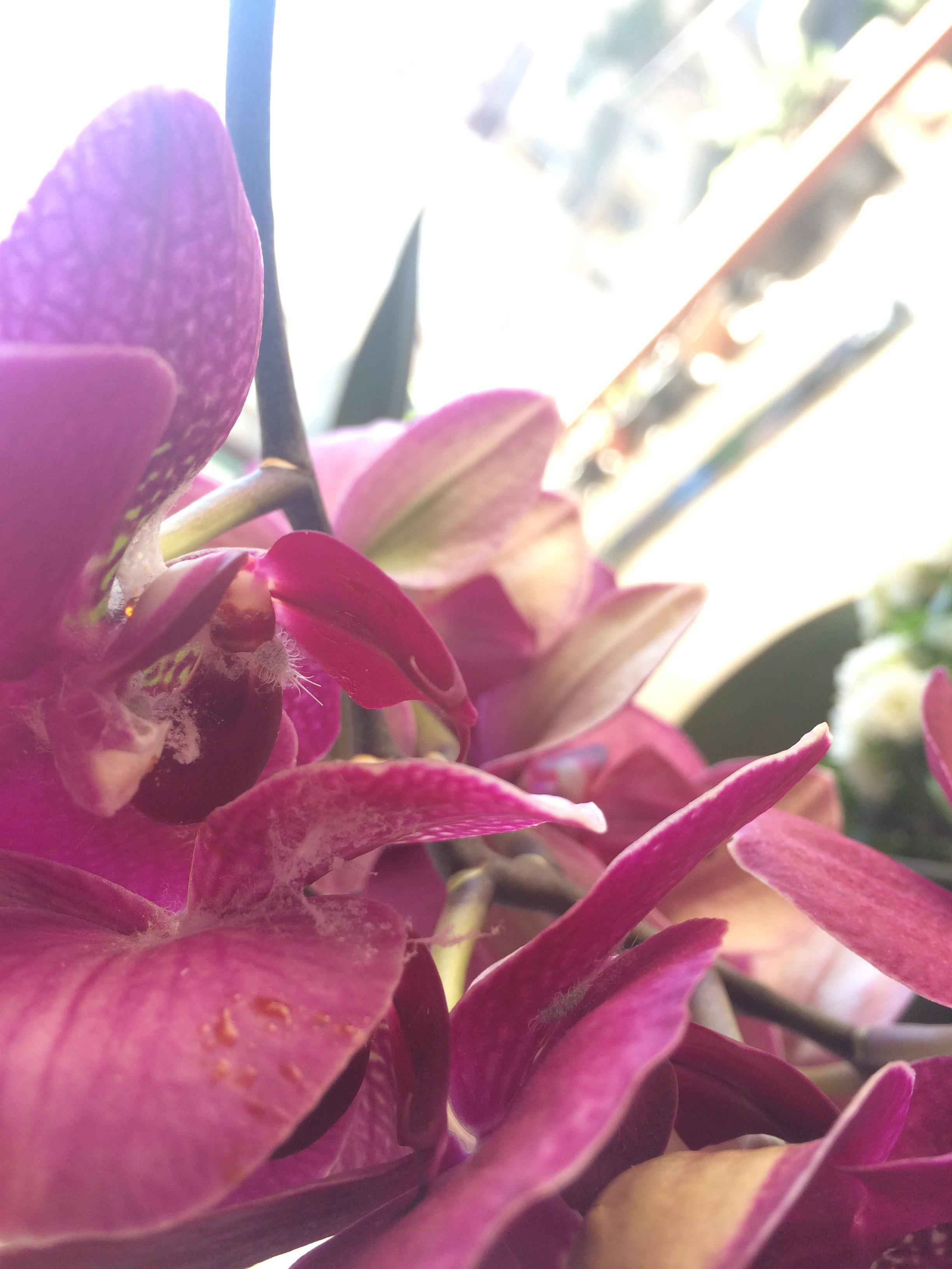 What is this white stuff on my phal? orchids