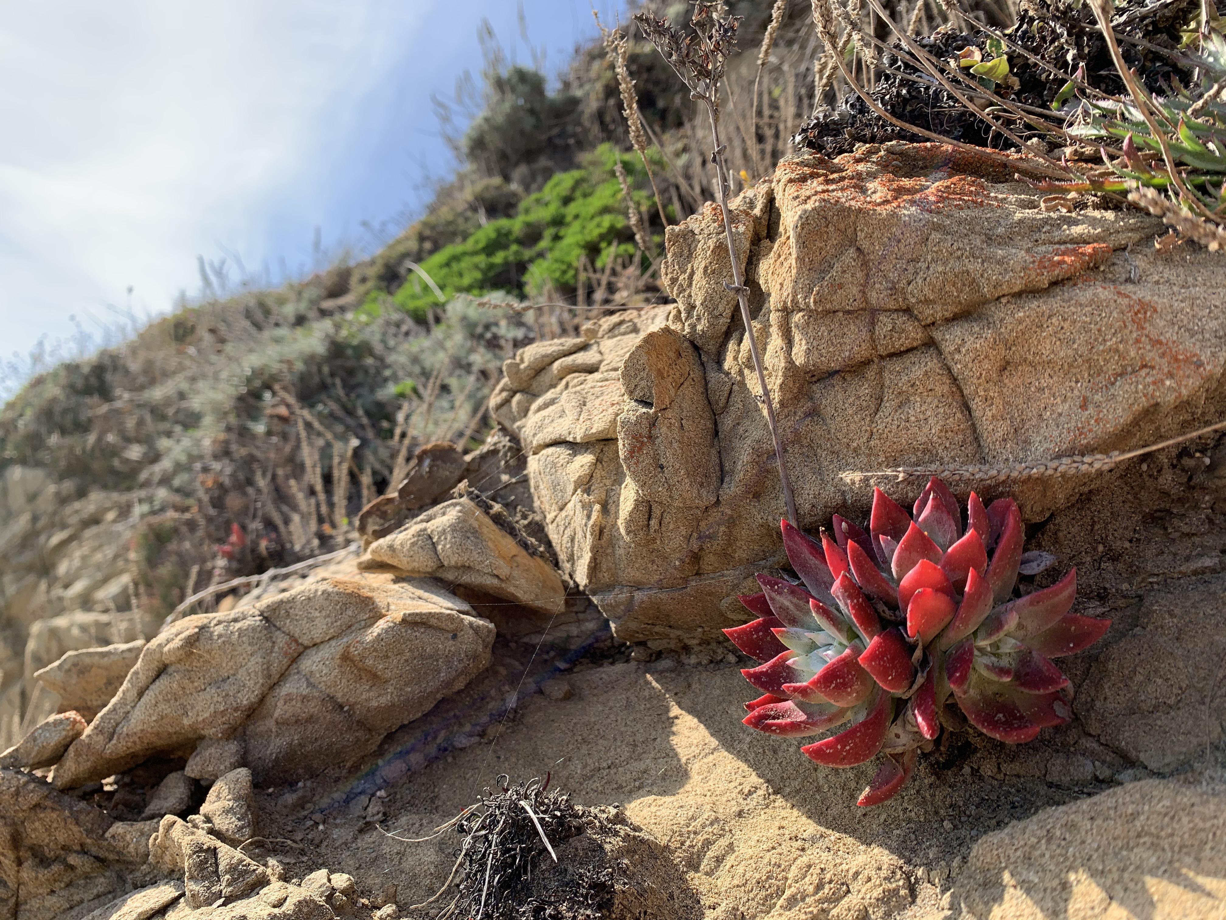 Dudleya in habitat r/succulents