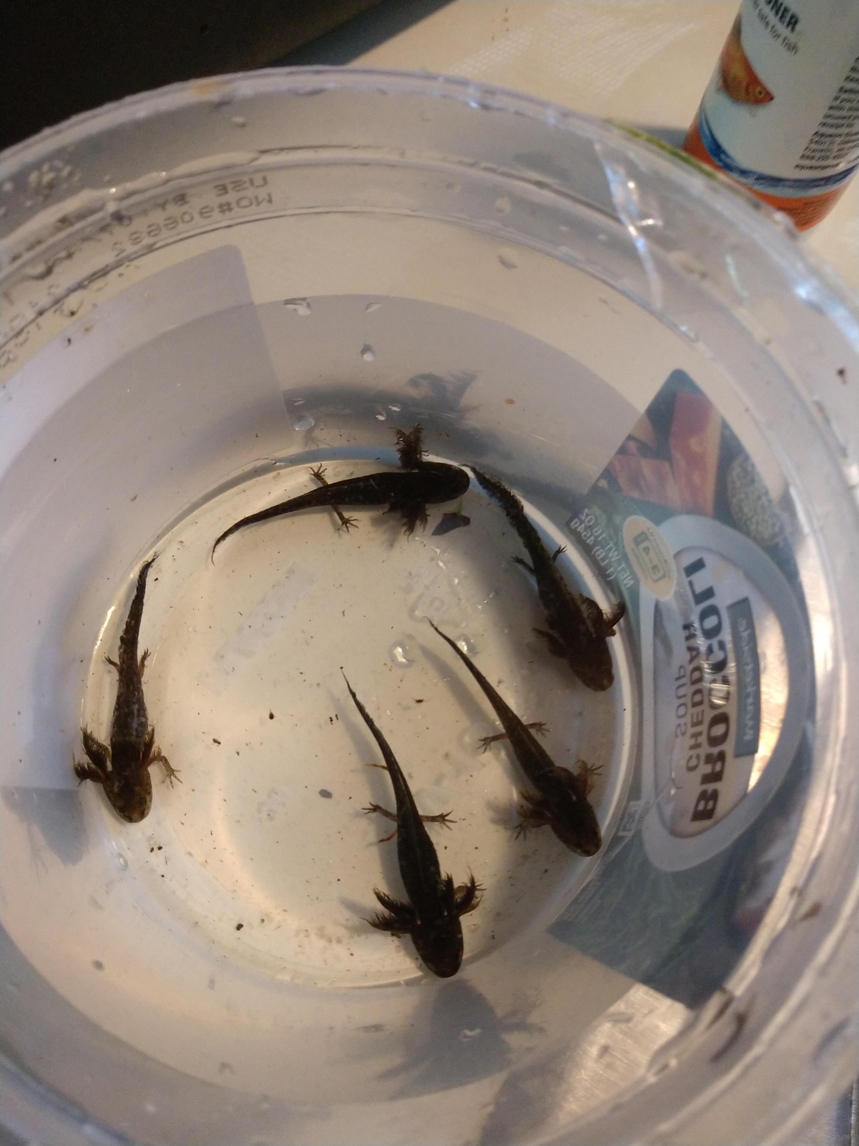 What kind of salamander/newt tadpoles are these? Found in Massachusetts