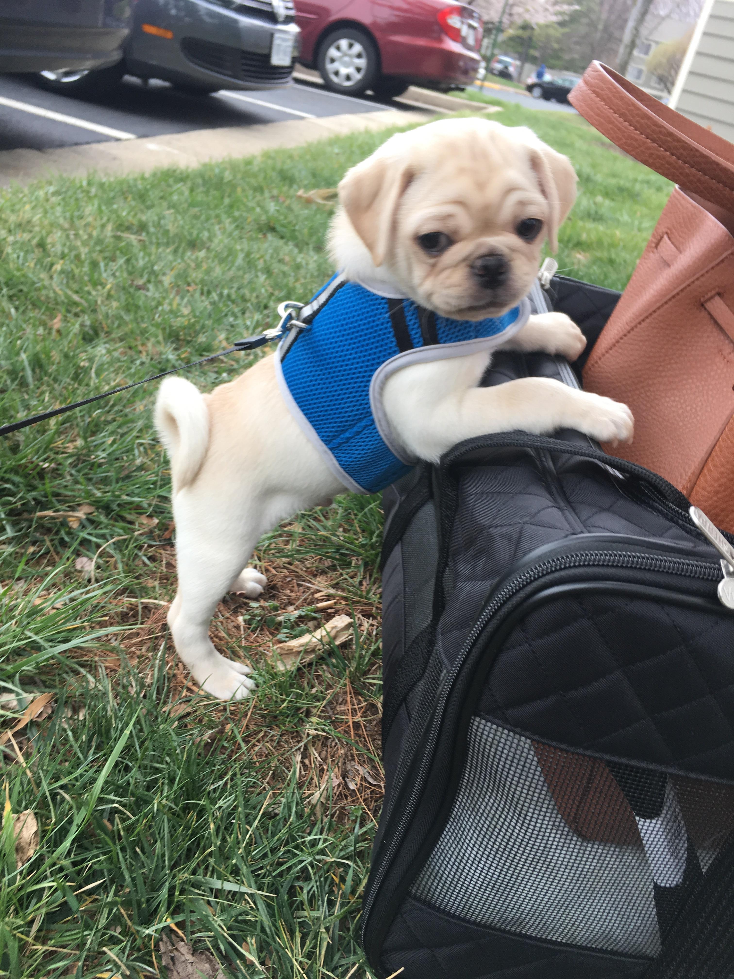 Meet Otis! My new, 9week old pug ) r/pugs