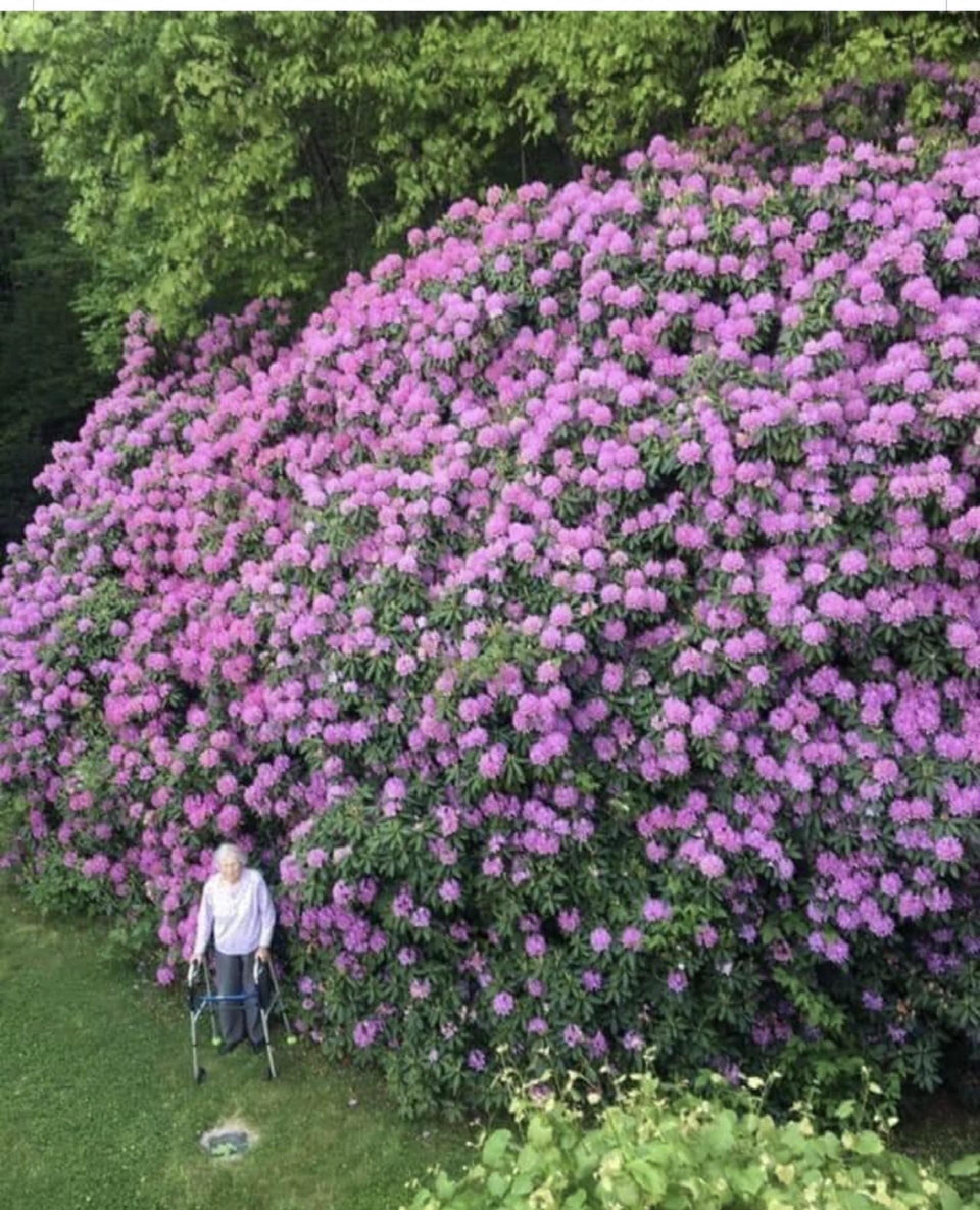🔥 Hundred year old flower bush, and the woman who planted it! r