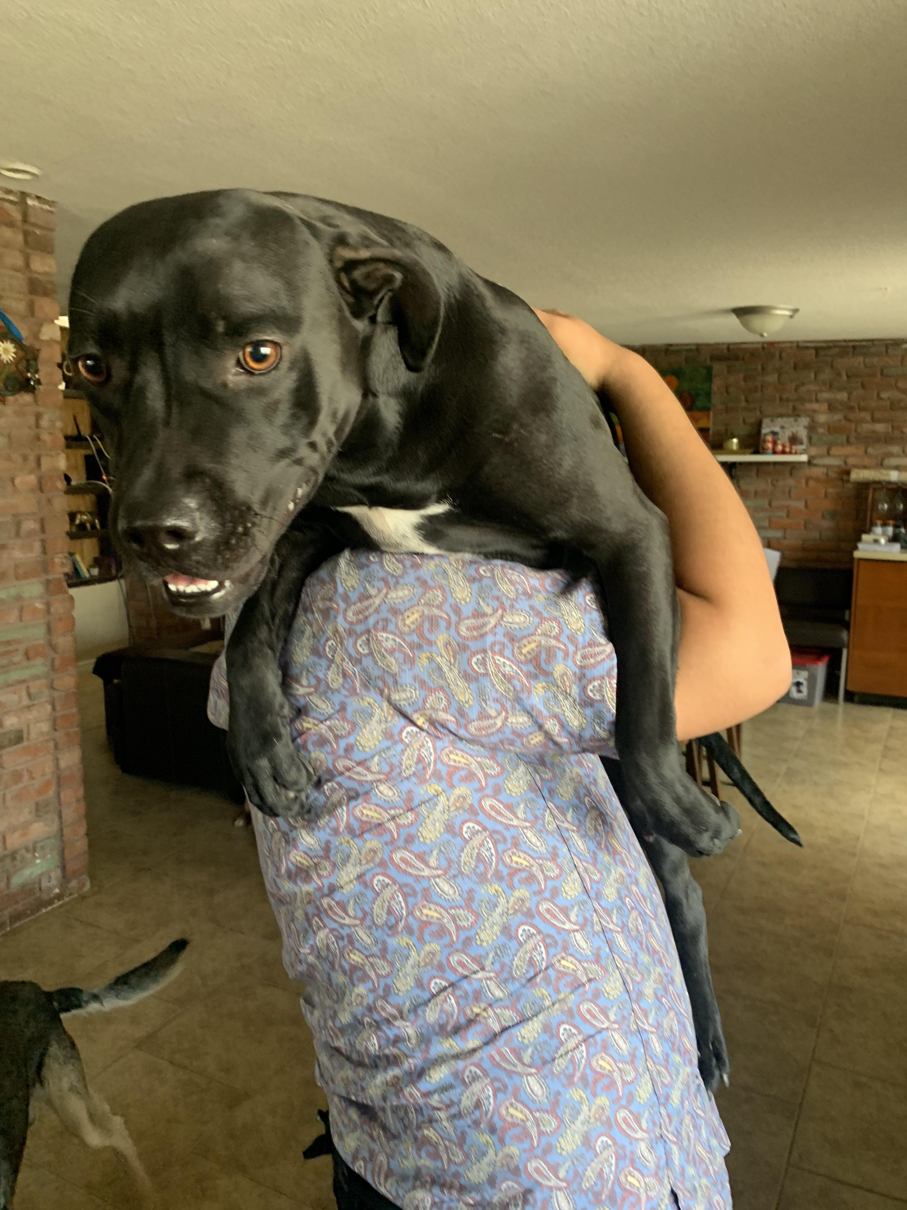 She loves being carried like a baby part 2 r/velvethippos