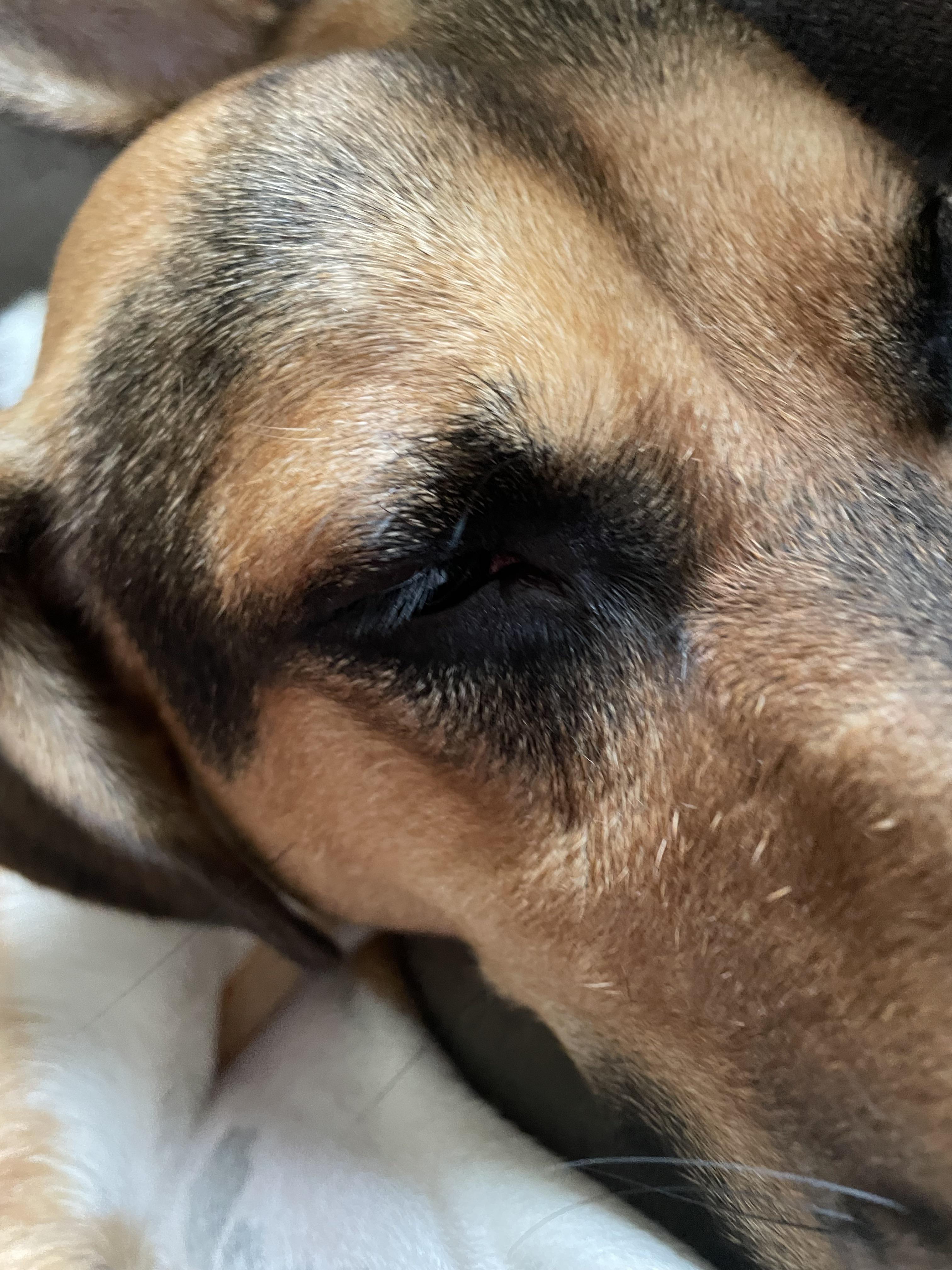 Never noticed dogs have eyelashes r/mildlyinteresting