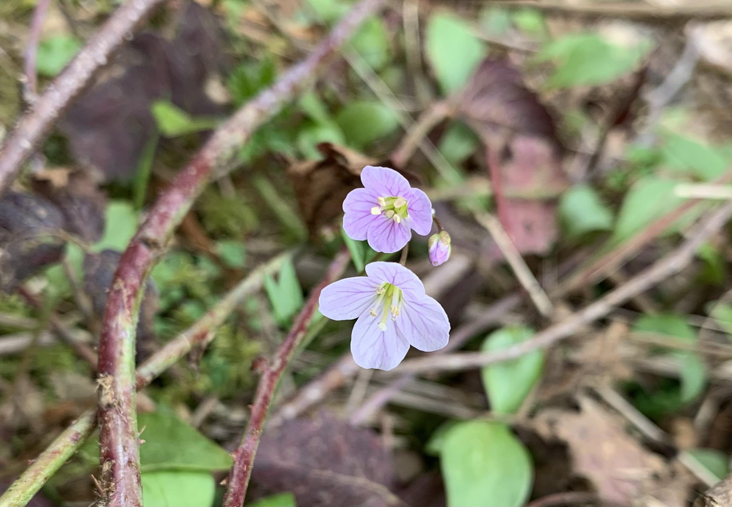 Cuckoo Flower r/BotanicalPorn