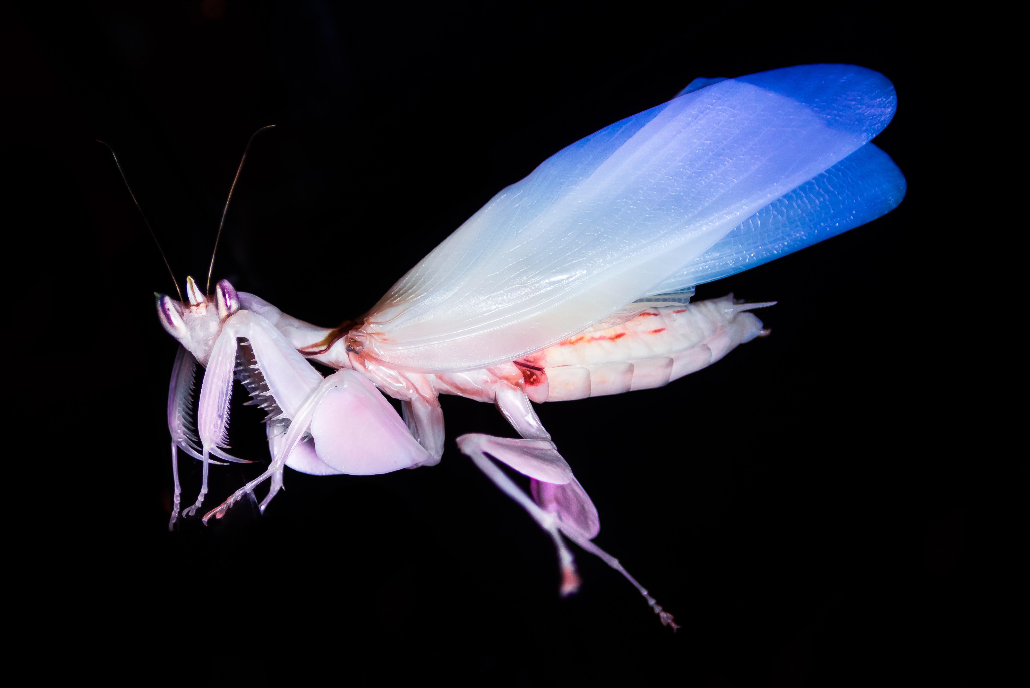 Orchid Mantis Wings