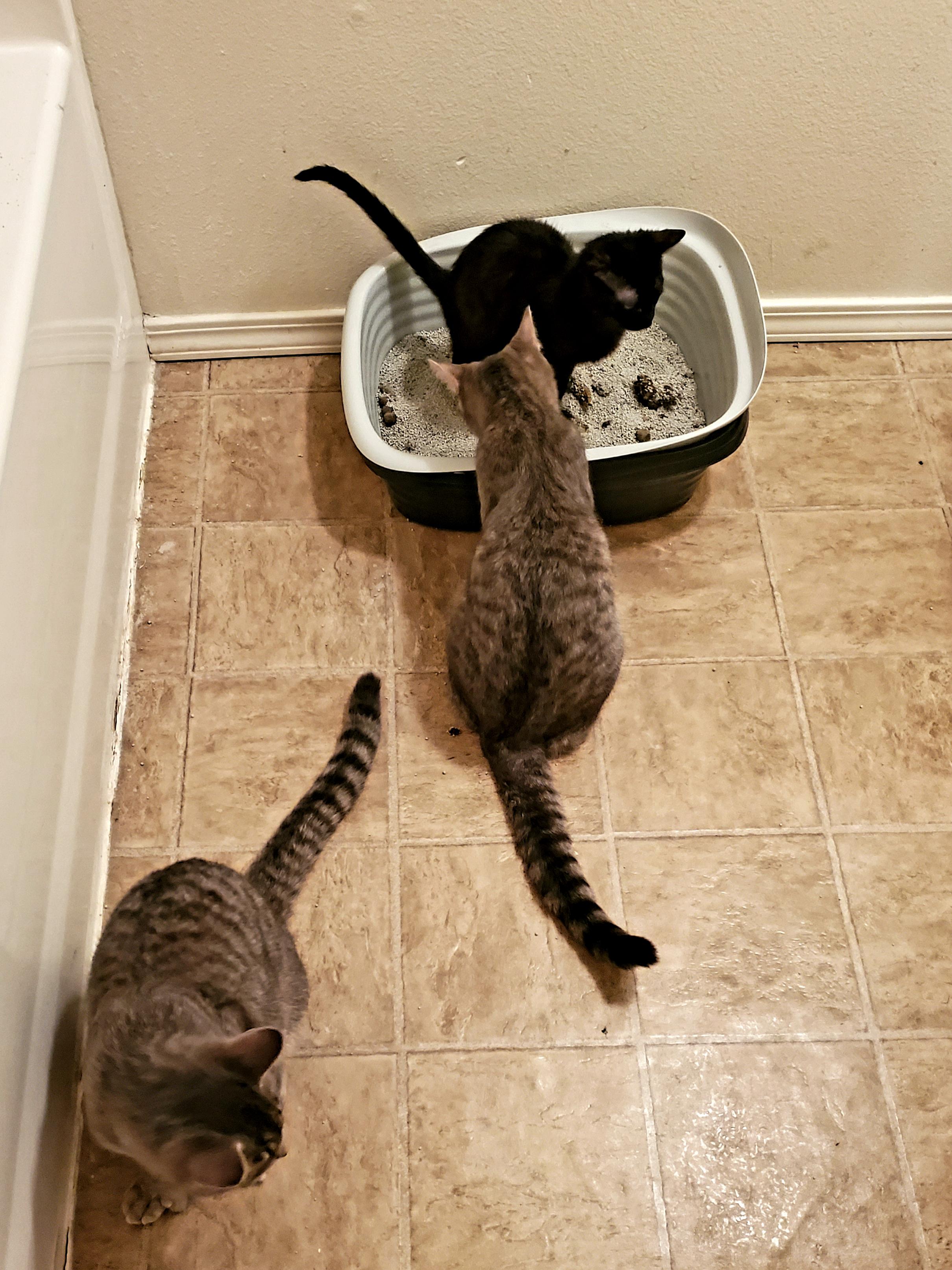 petsarebros The two older boys help our foster kitten when he uses the litter box. They even