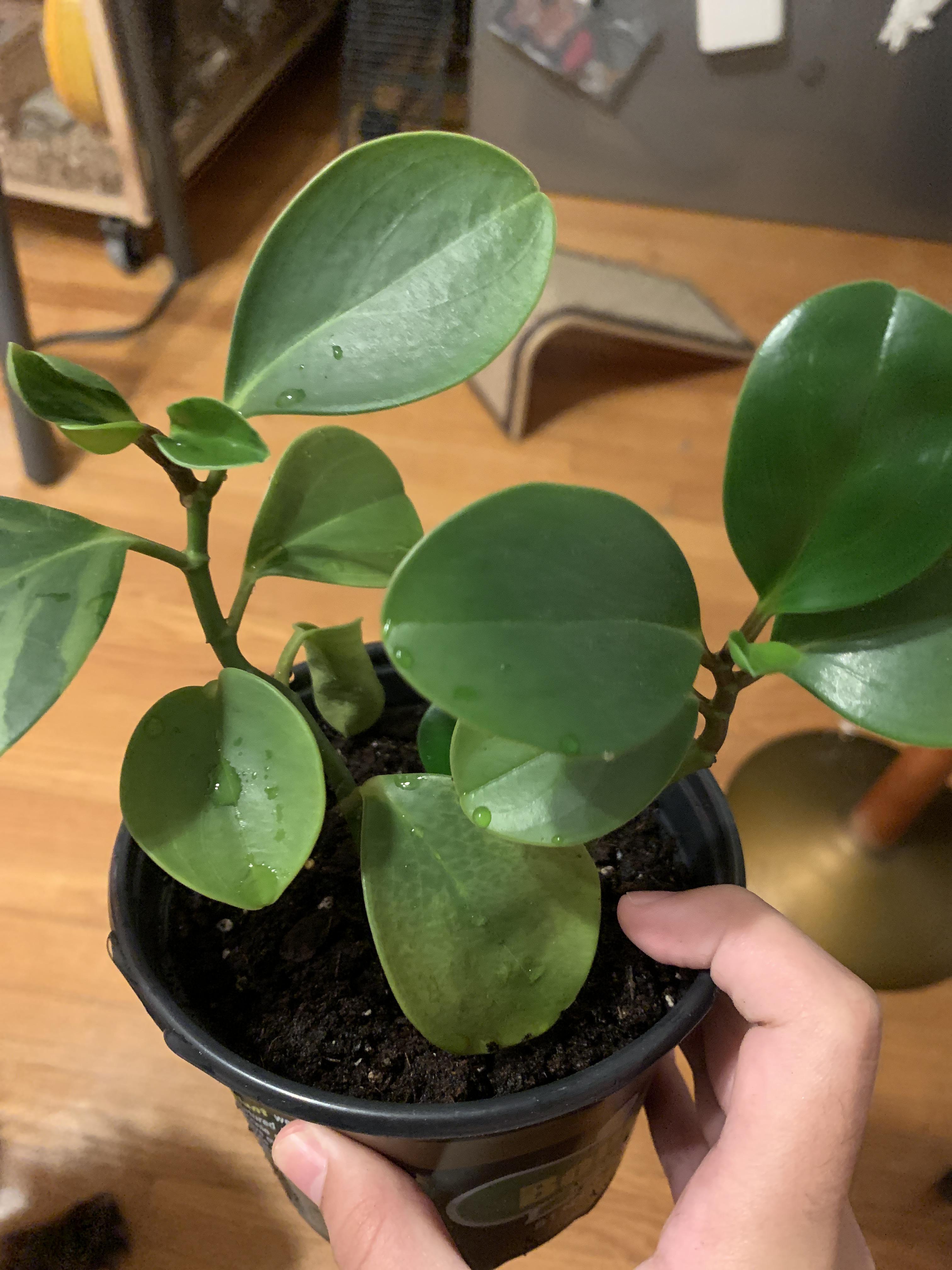 anyone know if peperomia obtusifolia (baby rubber plant) is safe for