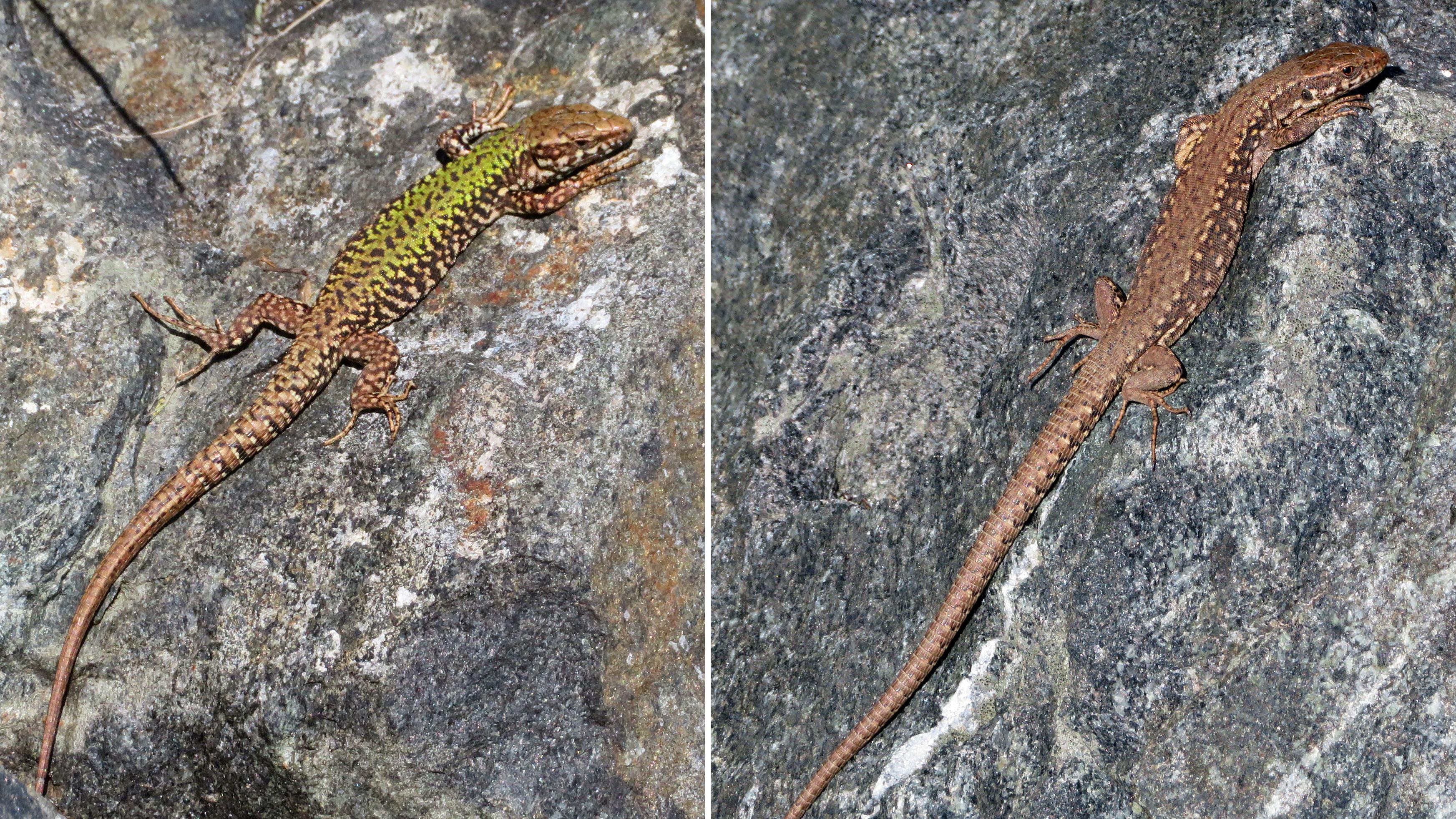 Wall lizards basking in the sun at Cadboro Bay today VictoriaBC