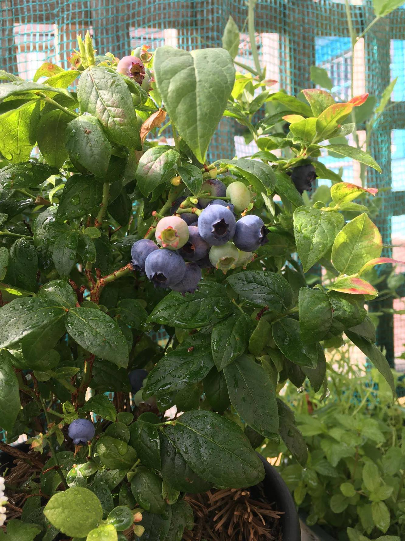 "Brazzle" hybrid blueberry, Zone 7/8 r/gardening