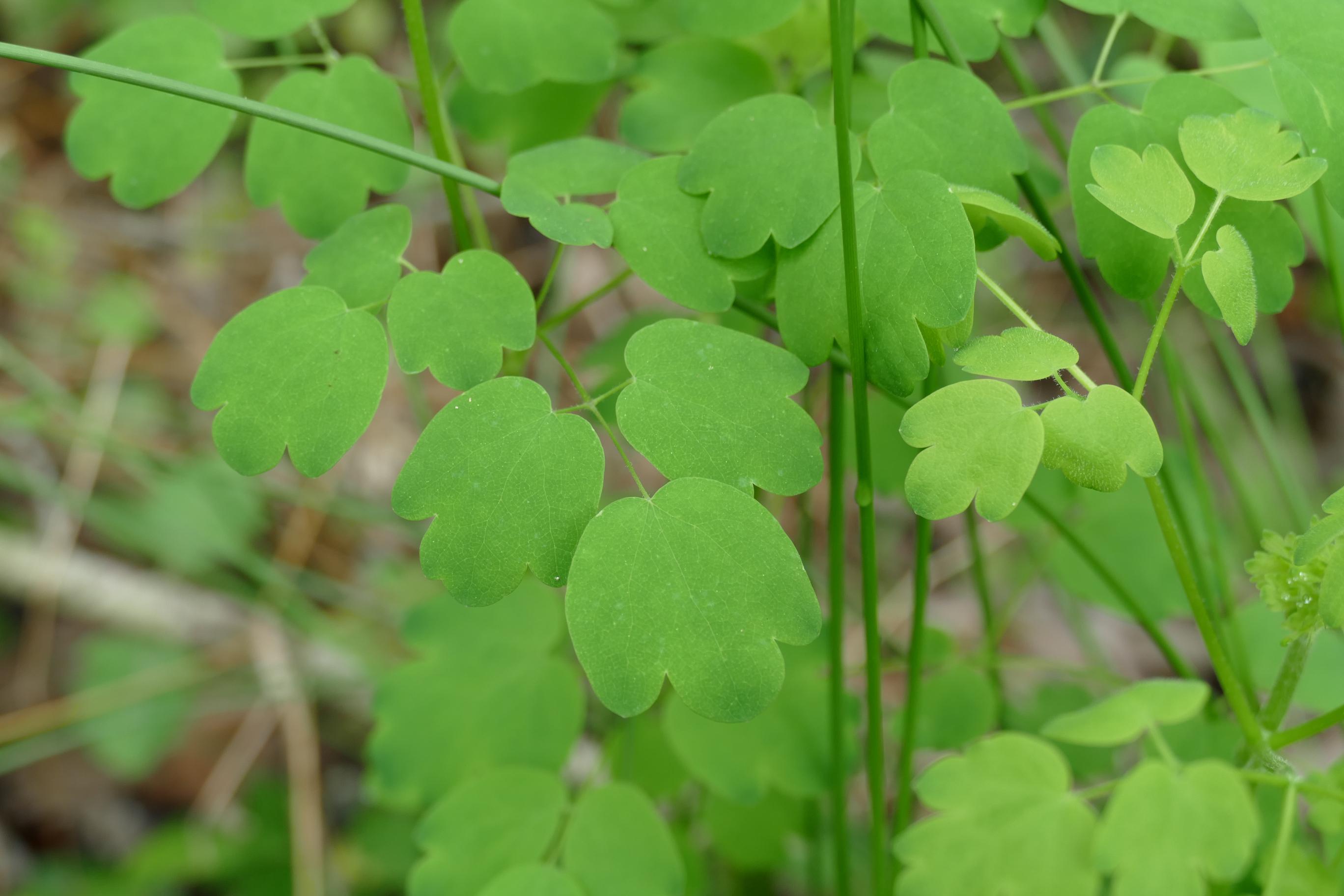 Mittenleaved plant in partsun understory Zone 7. r/whatsthisplant