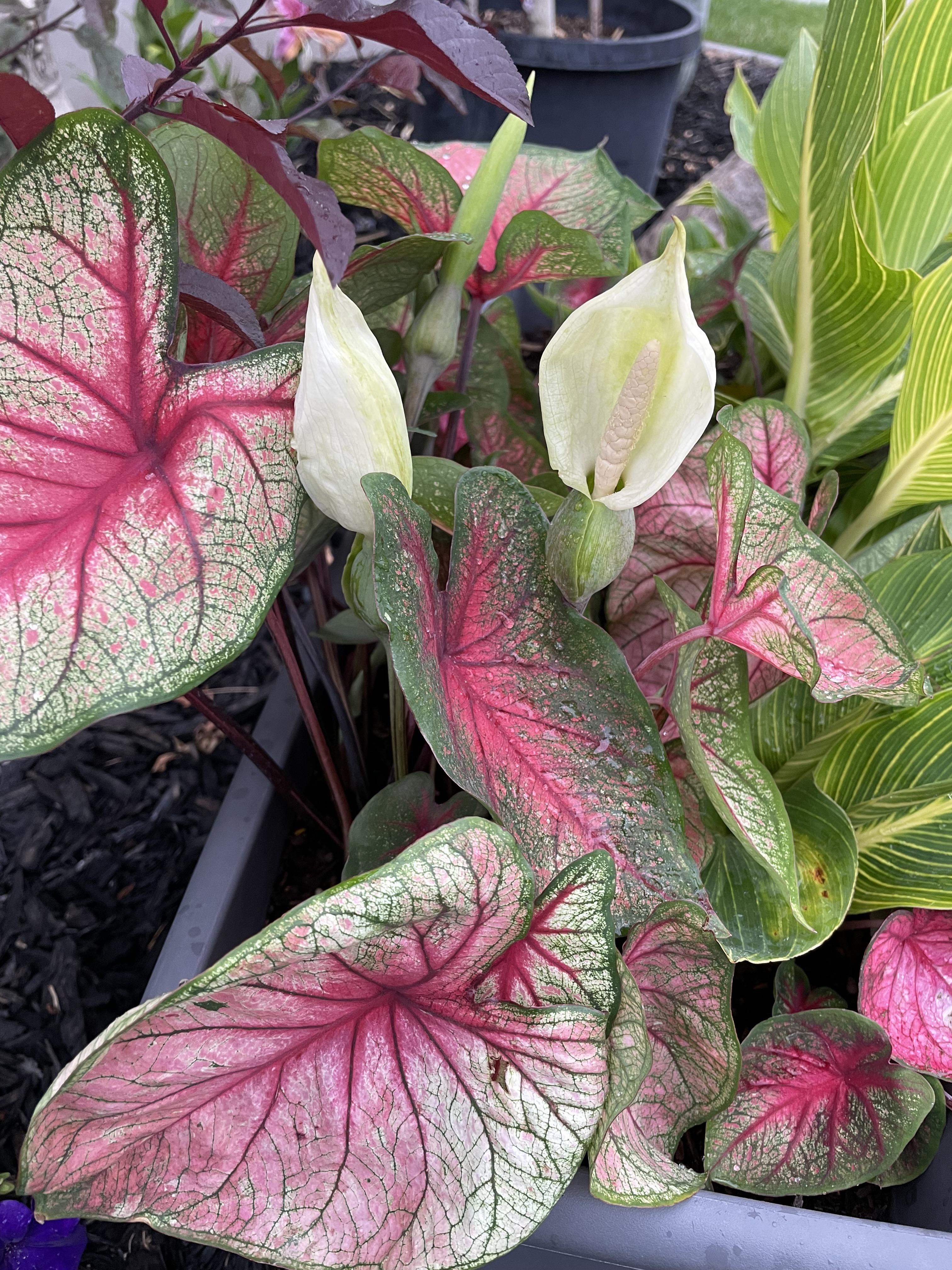 Caladium blooms r/gardening