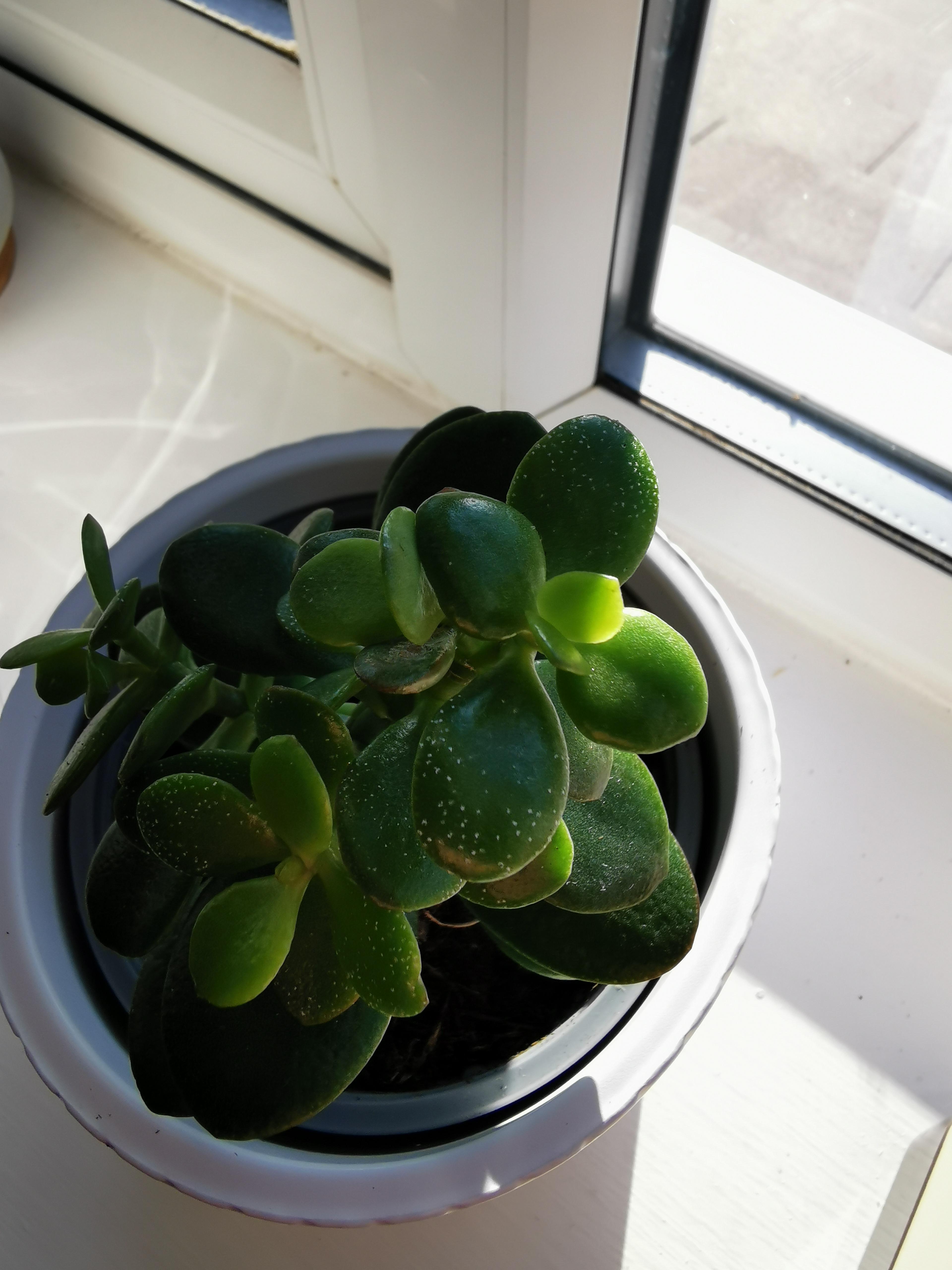 White specks appeared on Jade. Mold? r/succulents