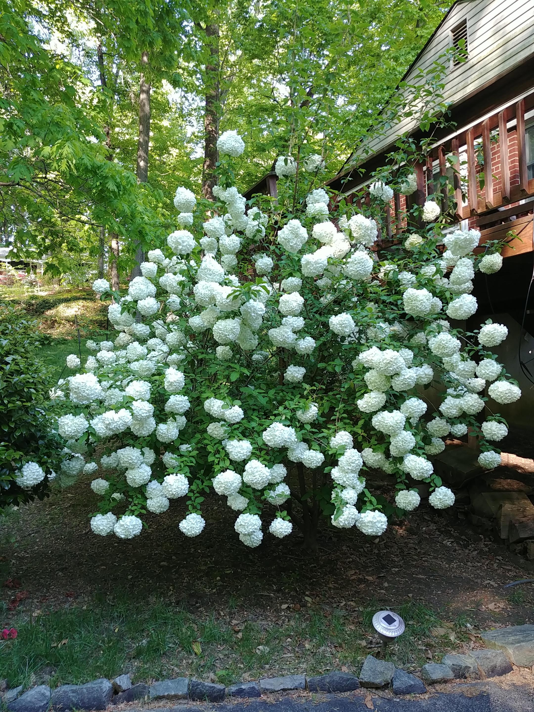 Chinese Snowball full bloom r/gardening