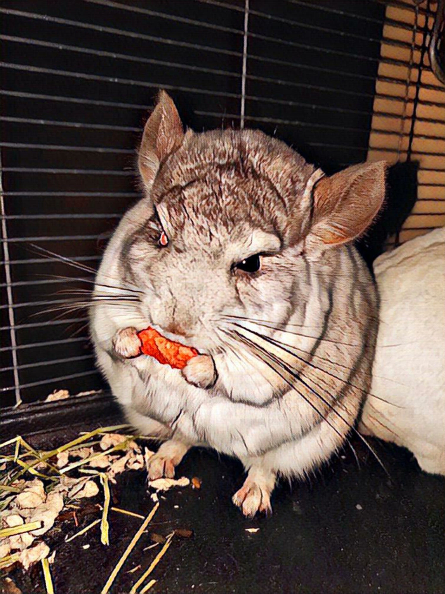 Eating r/chinchilla