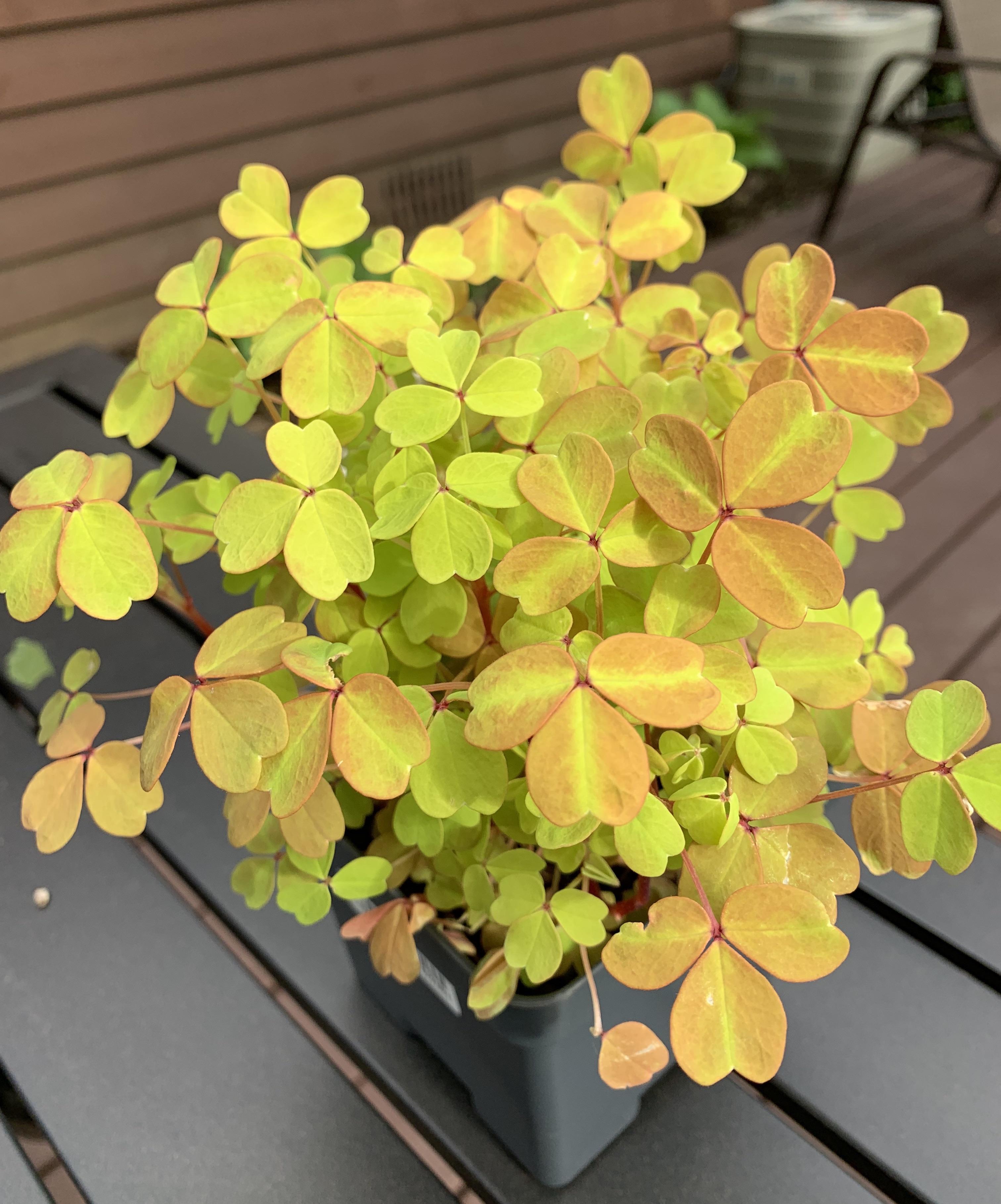 Check out the color on this Molten Lava Oxalis I picked up. It was