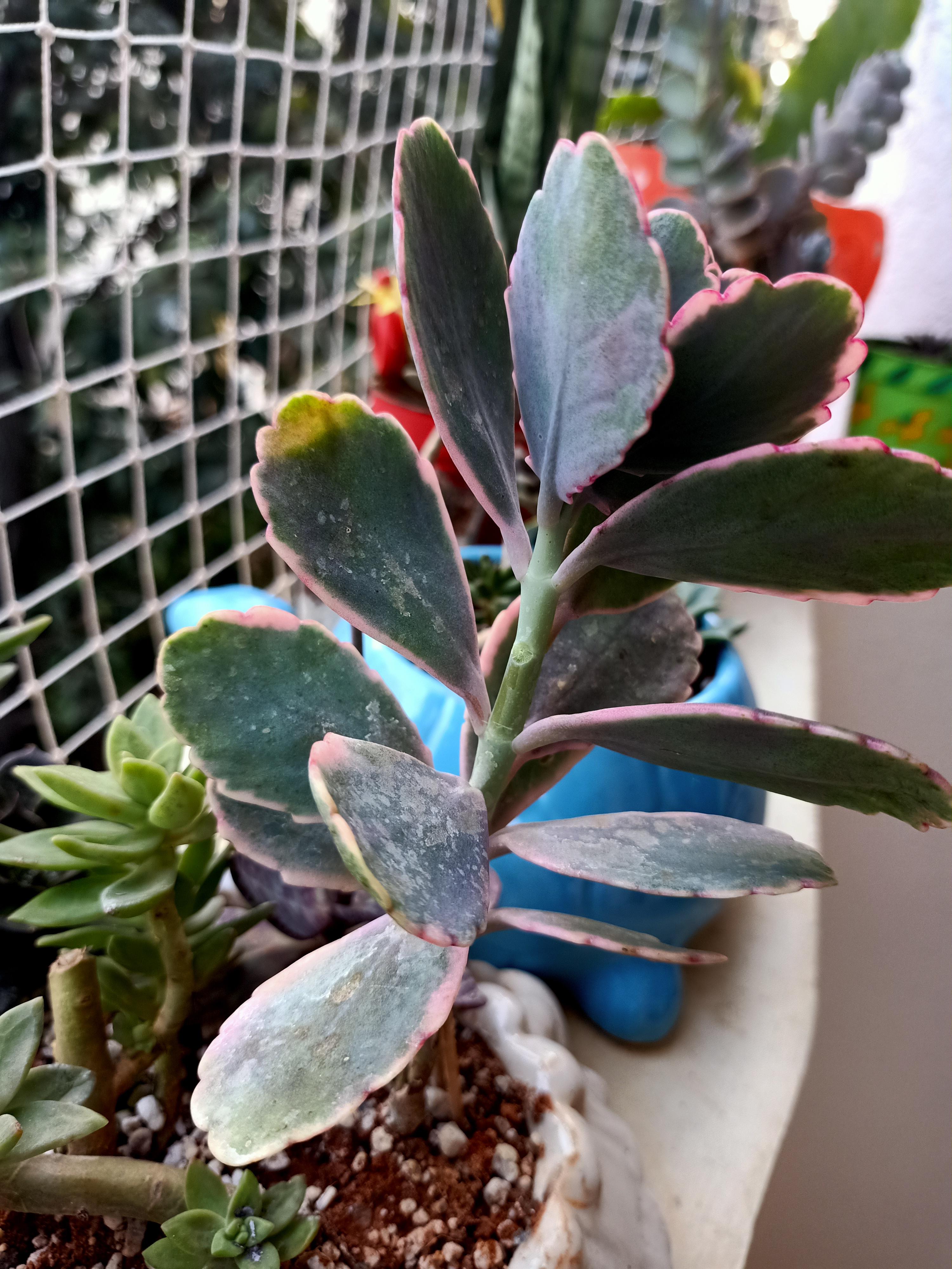 My kalanchoe otherwise healthy have started getting leafs like this